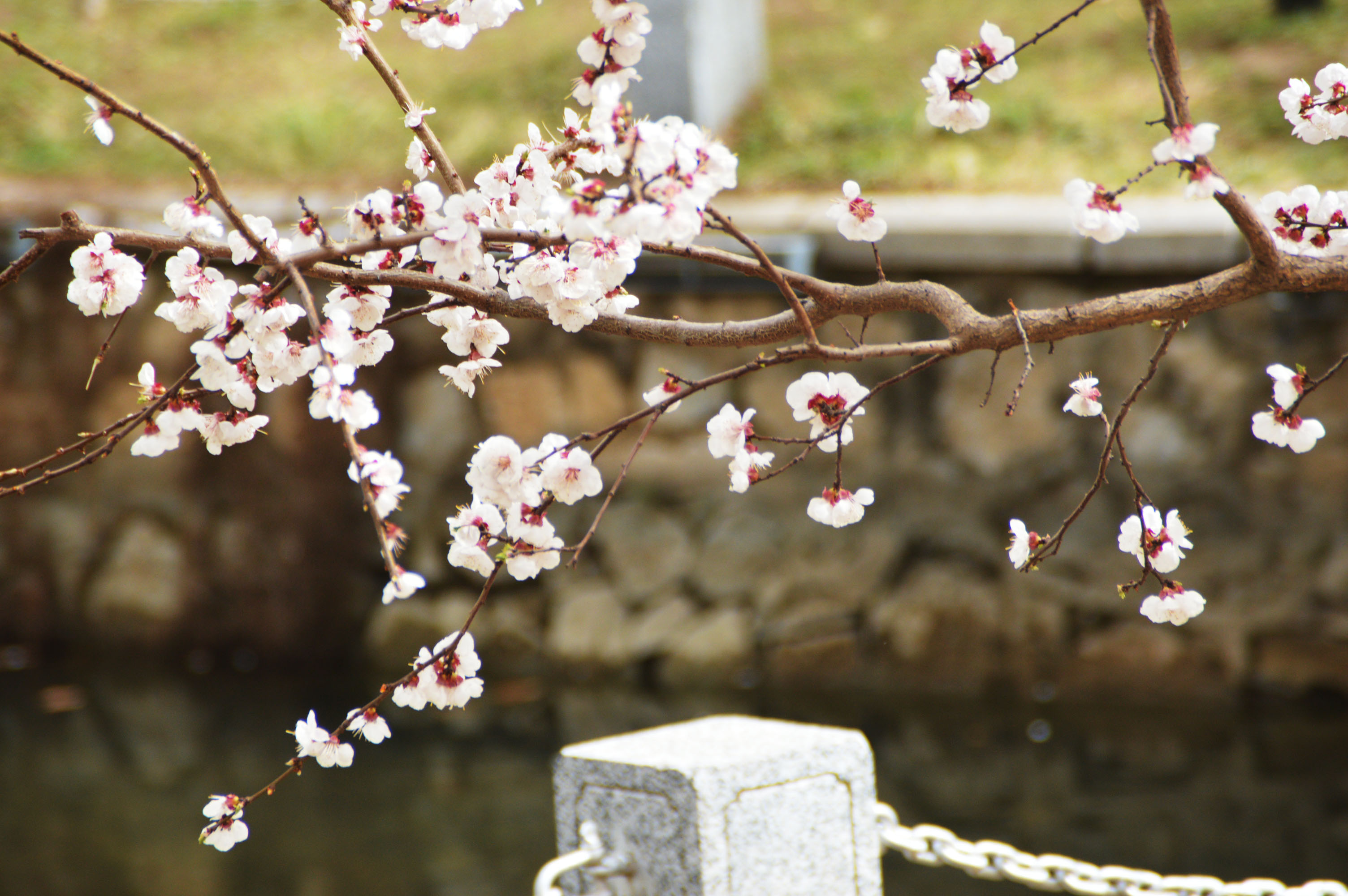 《大林寺桃花》