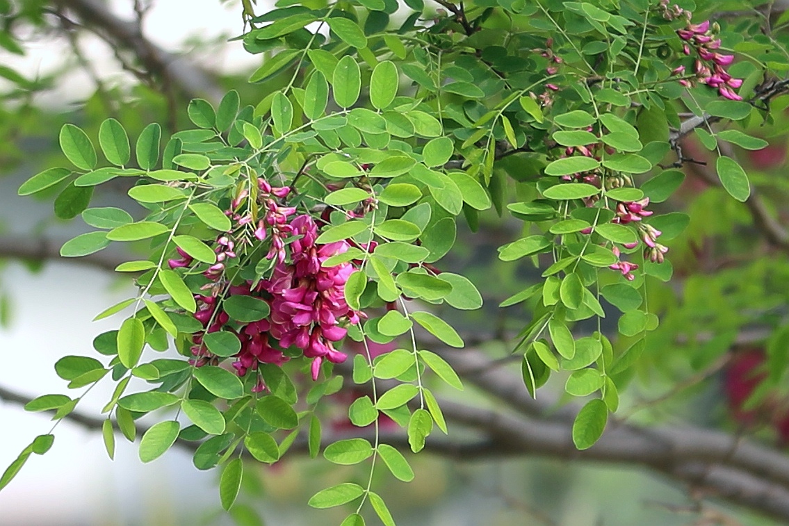 【百花园】红花刺槐花
