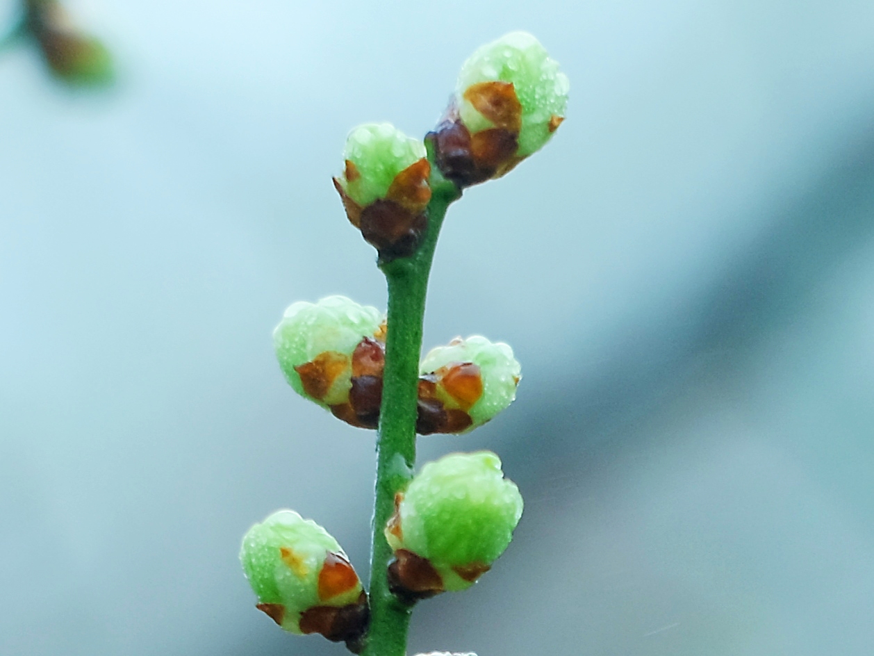 苹果绿*梅花花蕾