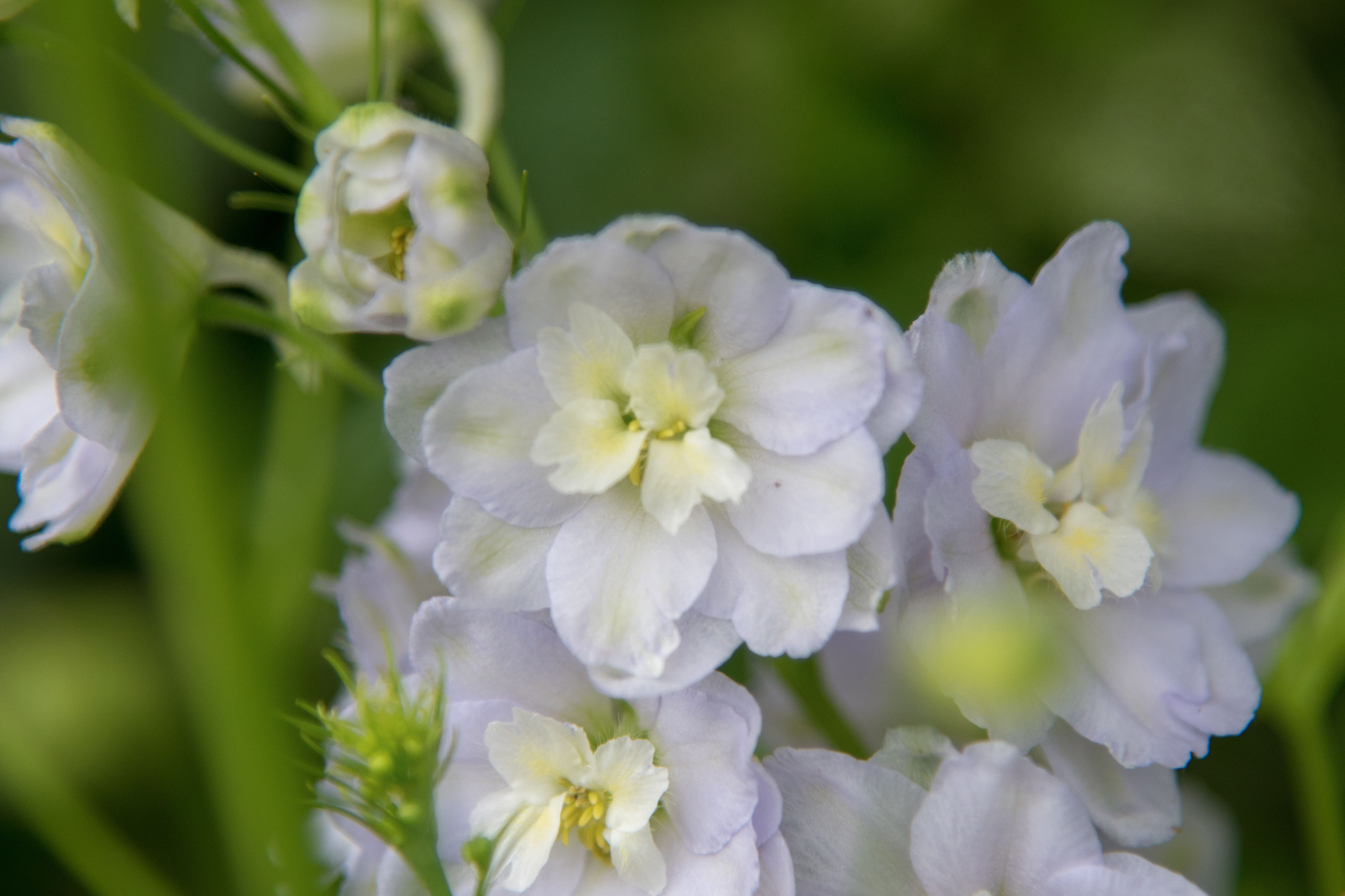 首发高翠雀花