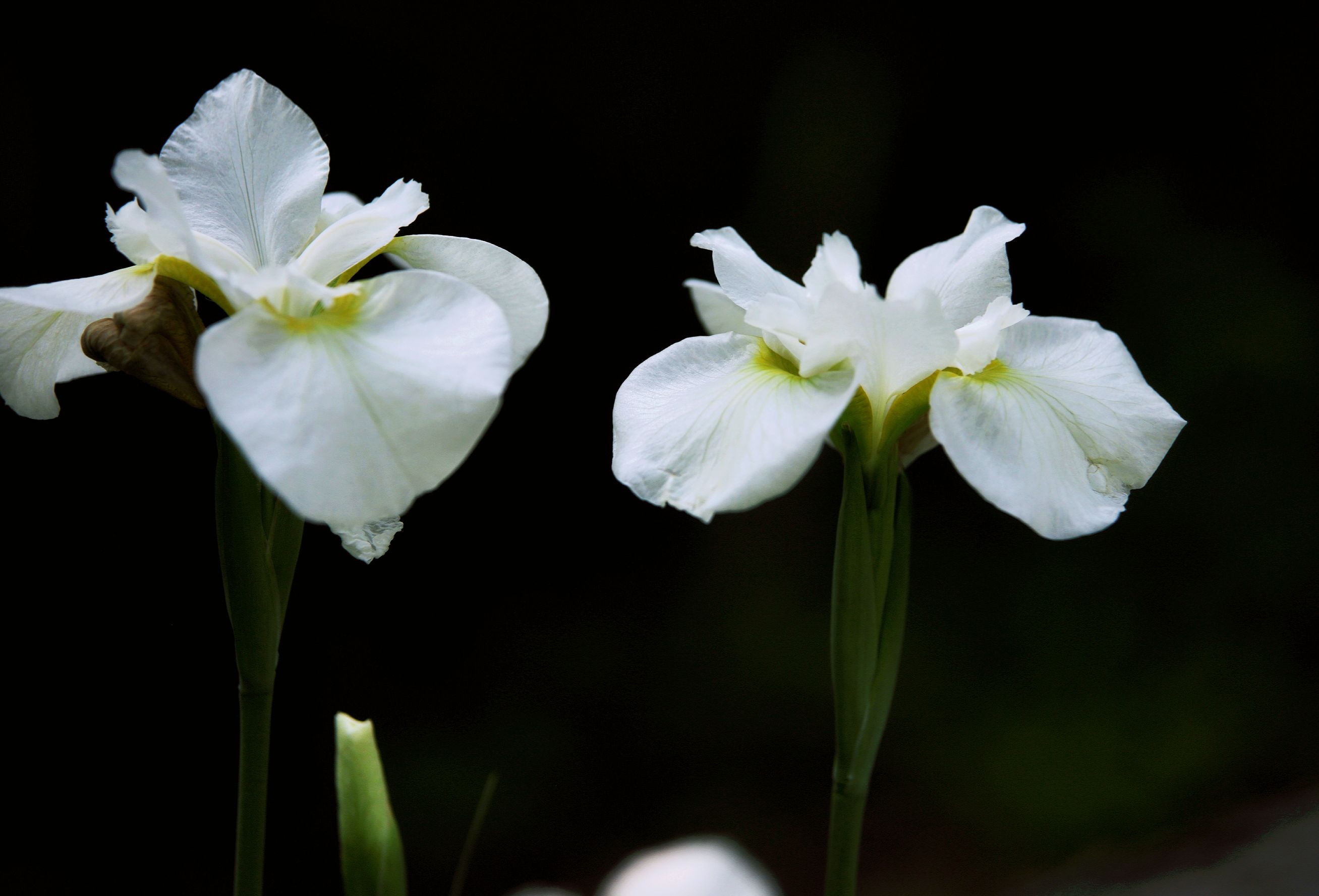 【首发】白色花菖蒲