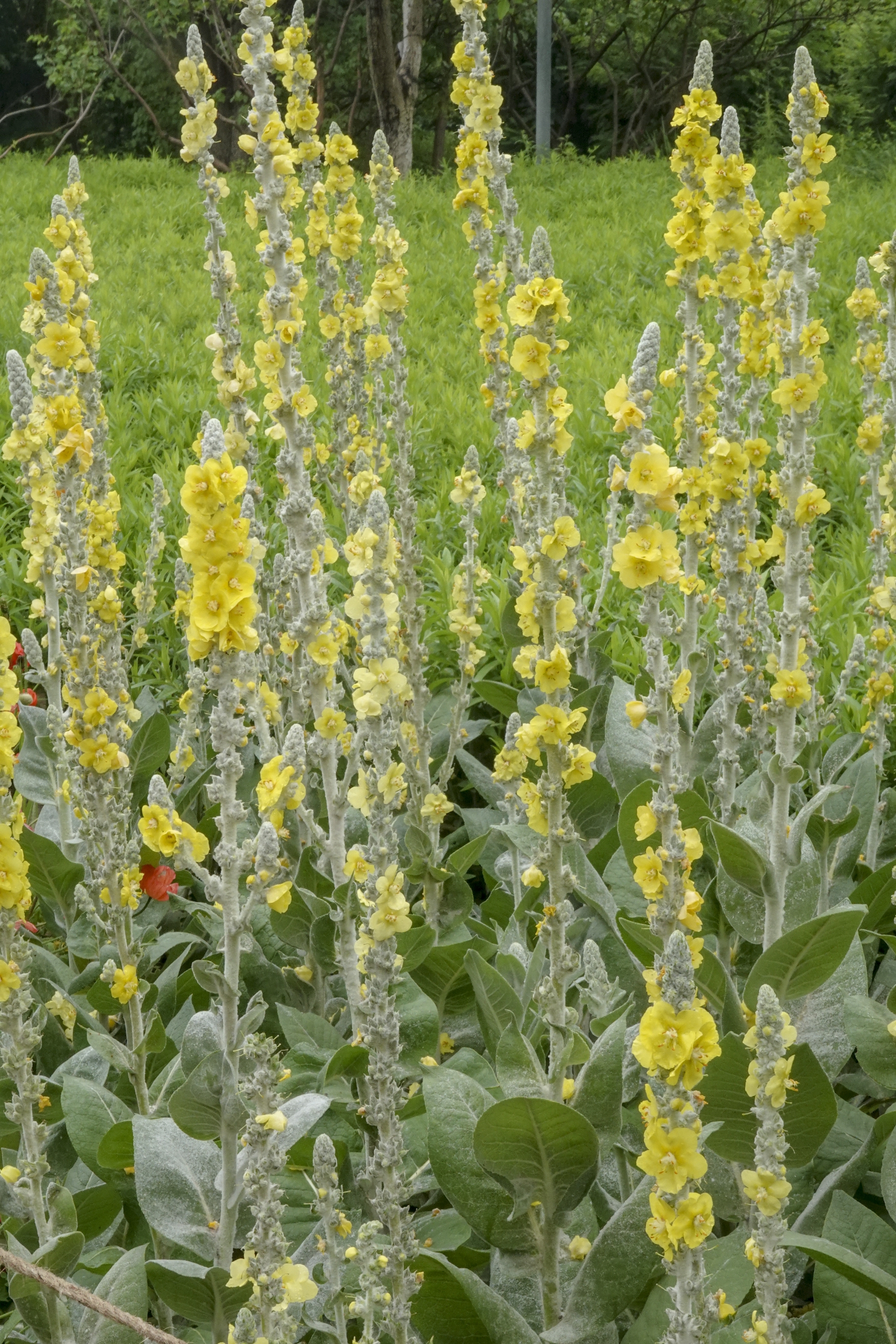 【首发】银丝毛蕊花