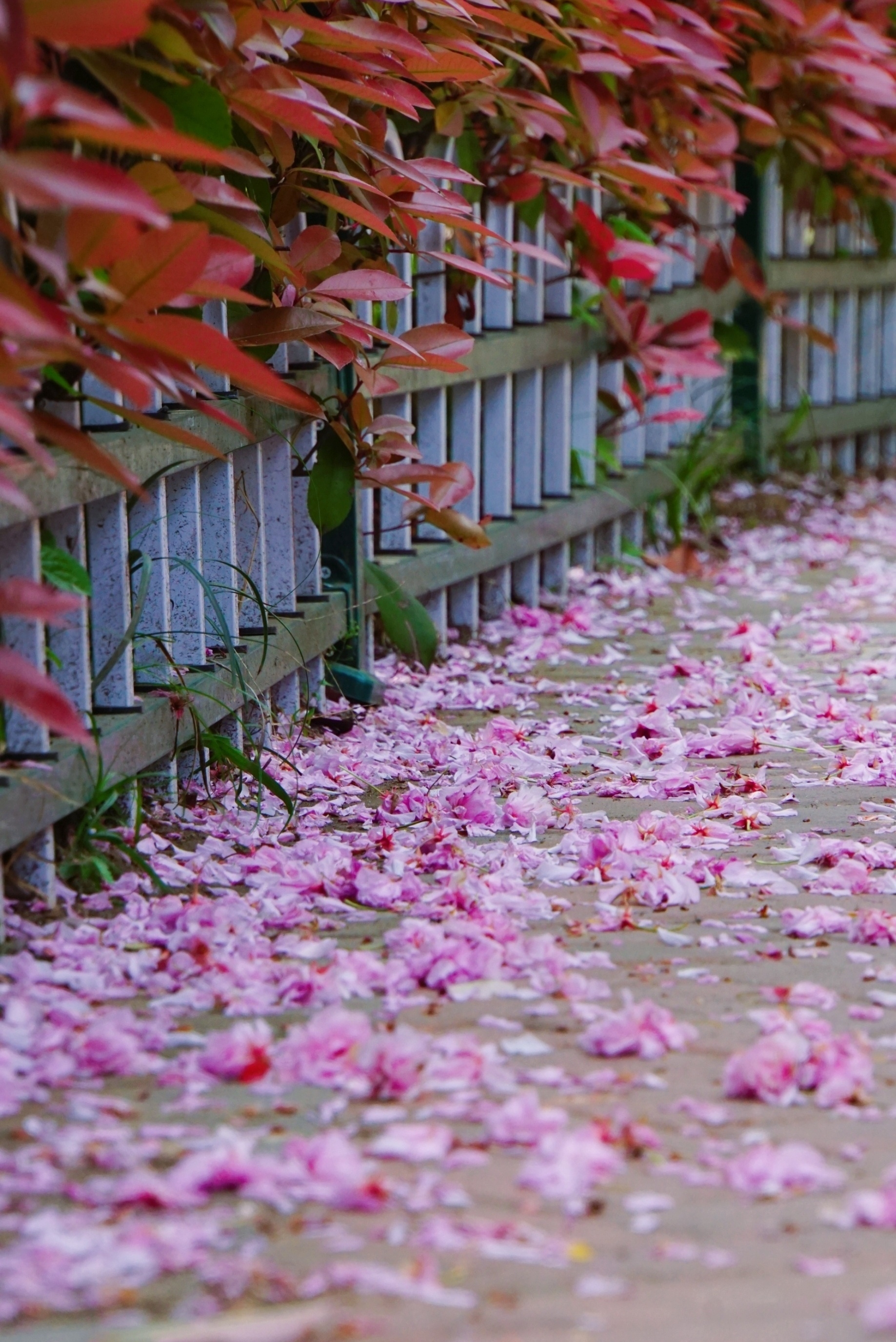 【蝴蝶儿】落花流水春去也(首发)