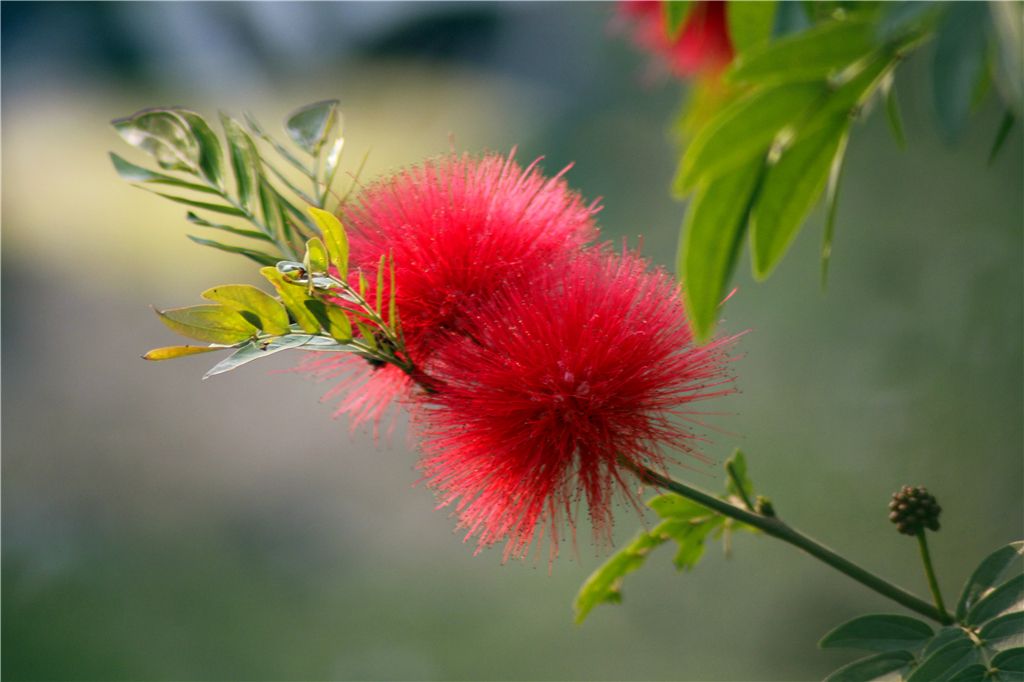 朱缨花:花如丝灵动,叶如羽飘逸