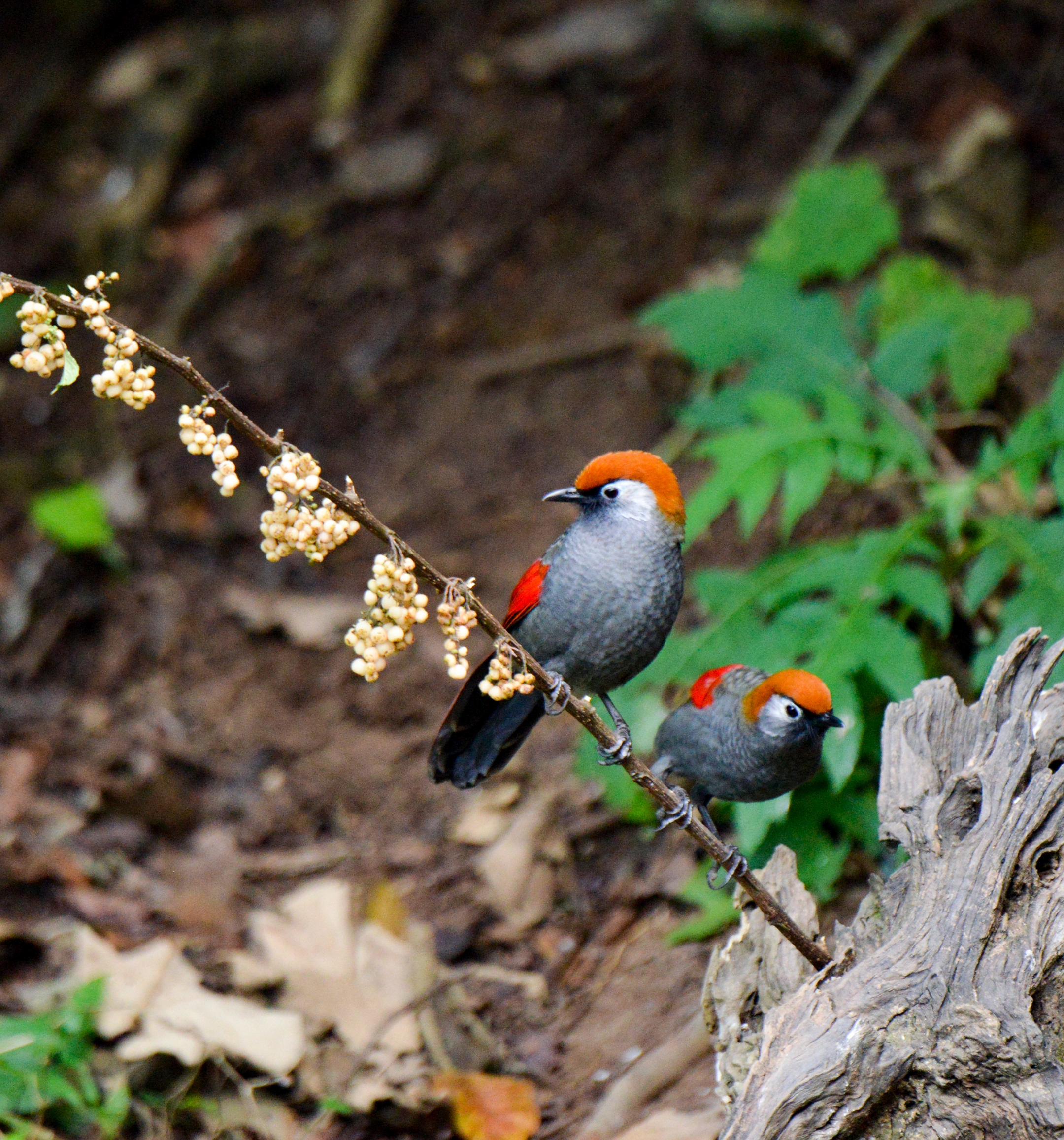 这两种鸟,是近亲,分别叫赤尾噪鹛和红翅薮鹛,云贵高原的鸟