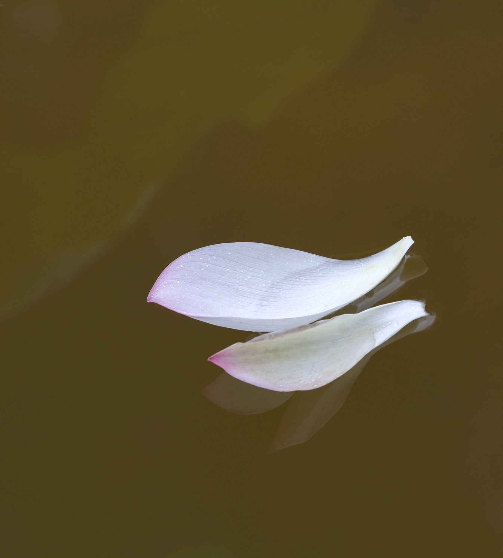 免费照片： 花瓣, 露水, 夏天, 水, 美丽, 绽放