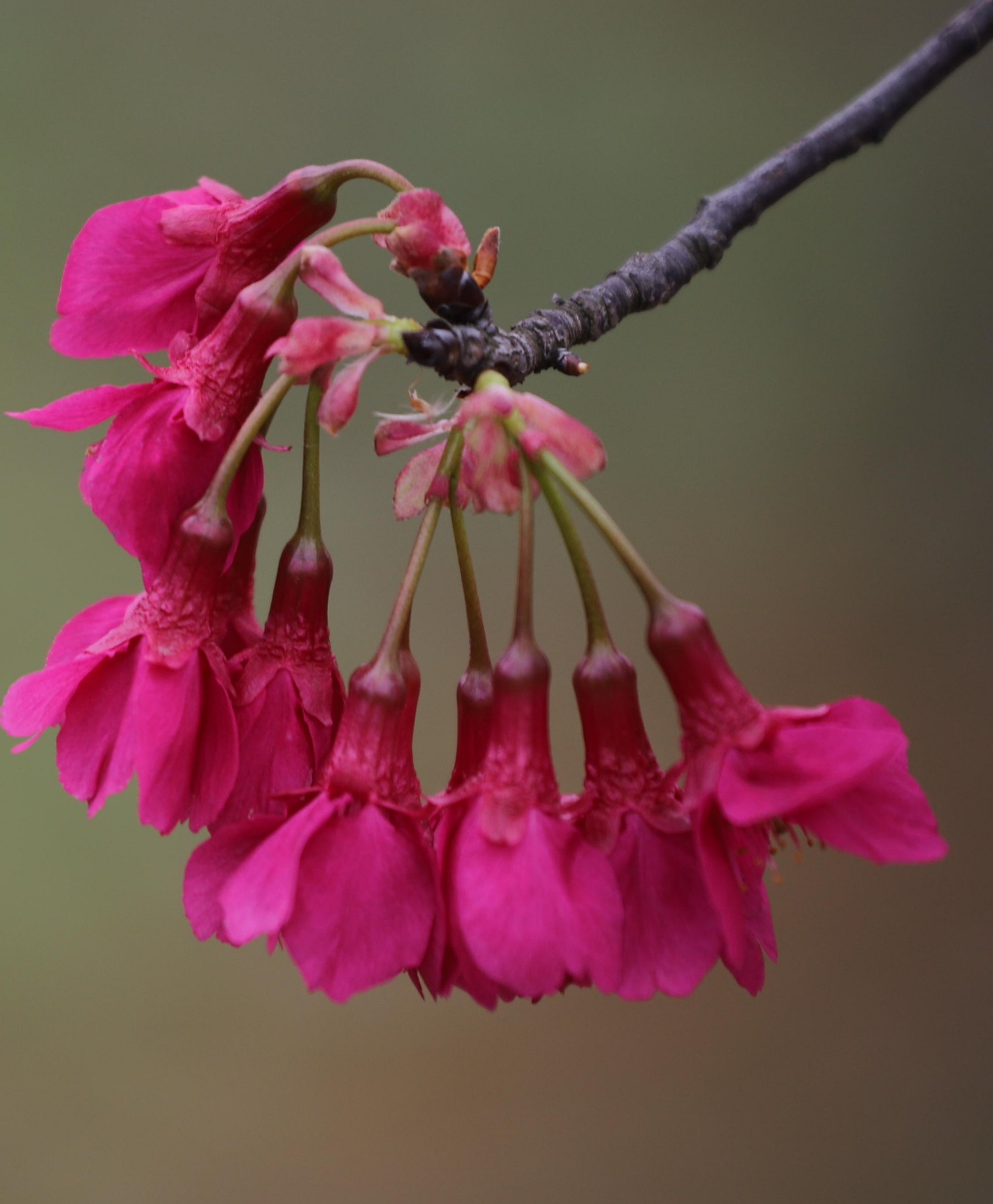 红红火火—钟花樱桃