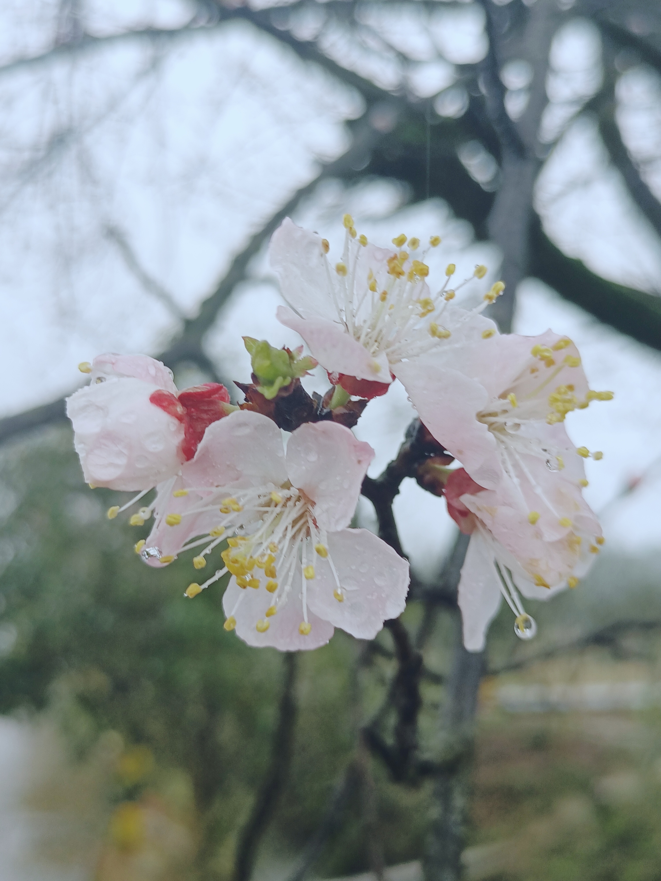 【摄影首发】雨中杏花