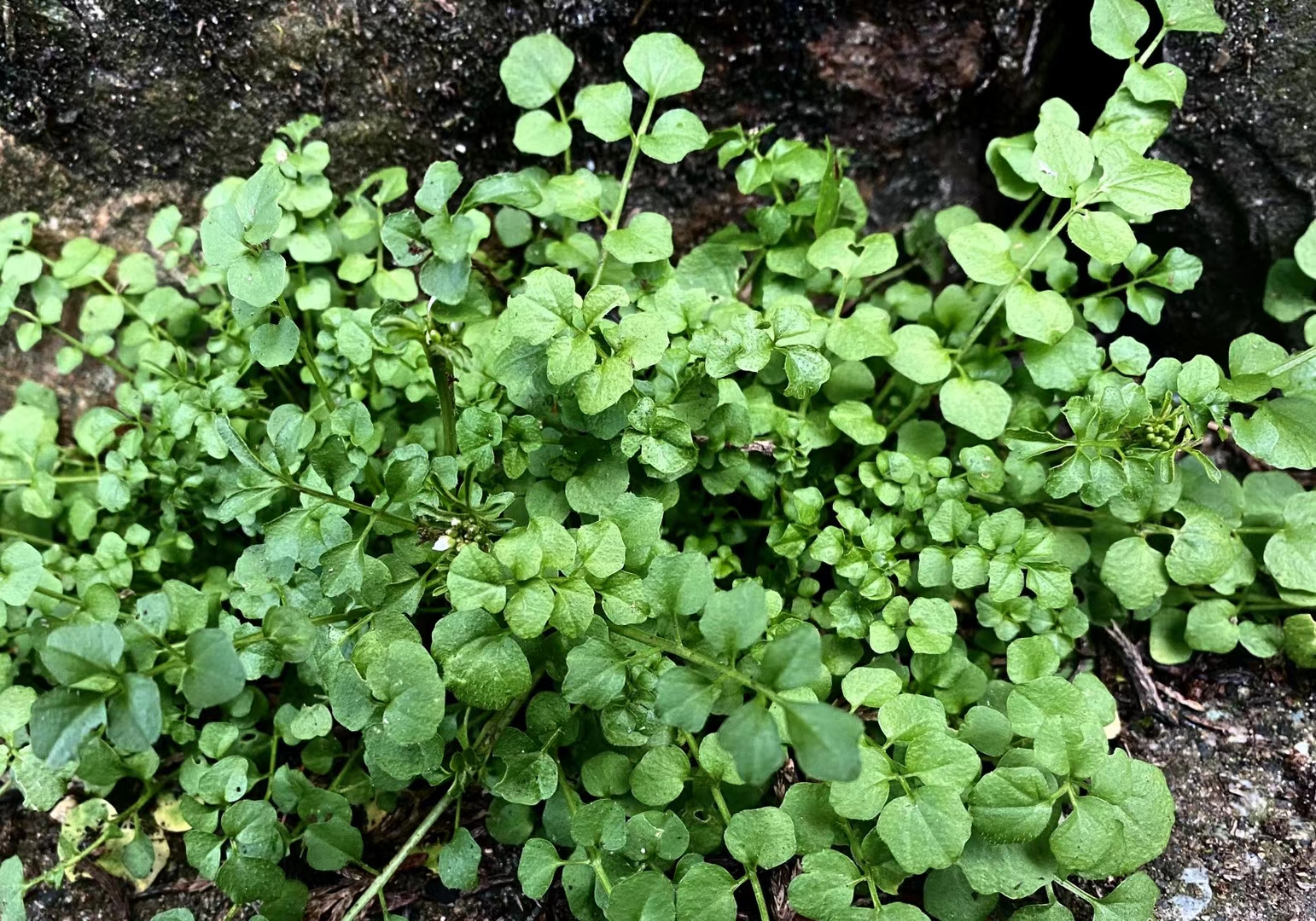 上山采的碎米荠《首发》