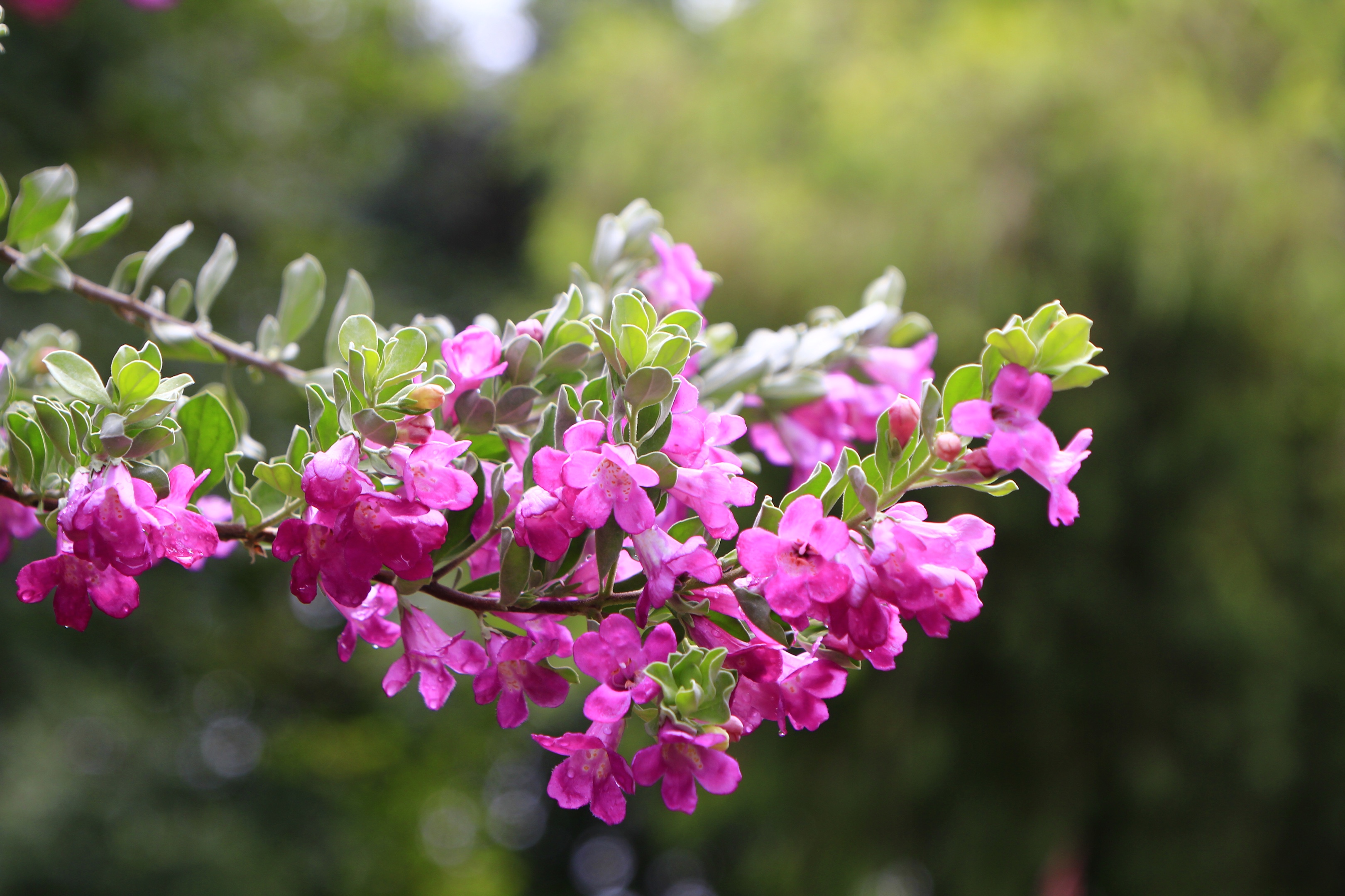 遇见美丽的红花玉芙蓉(vv首发)