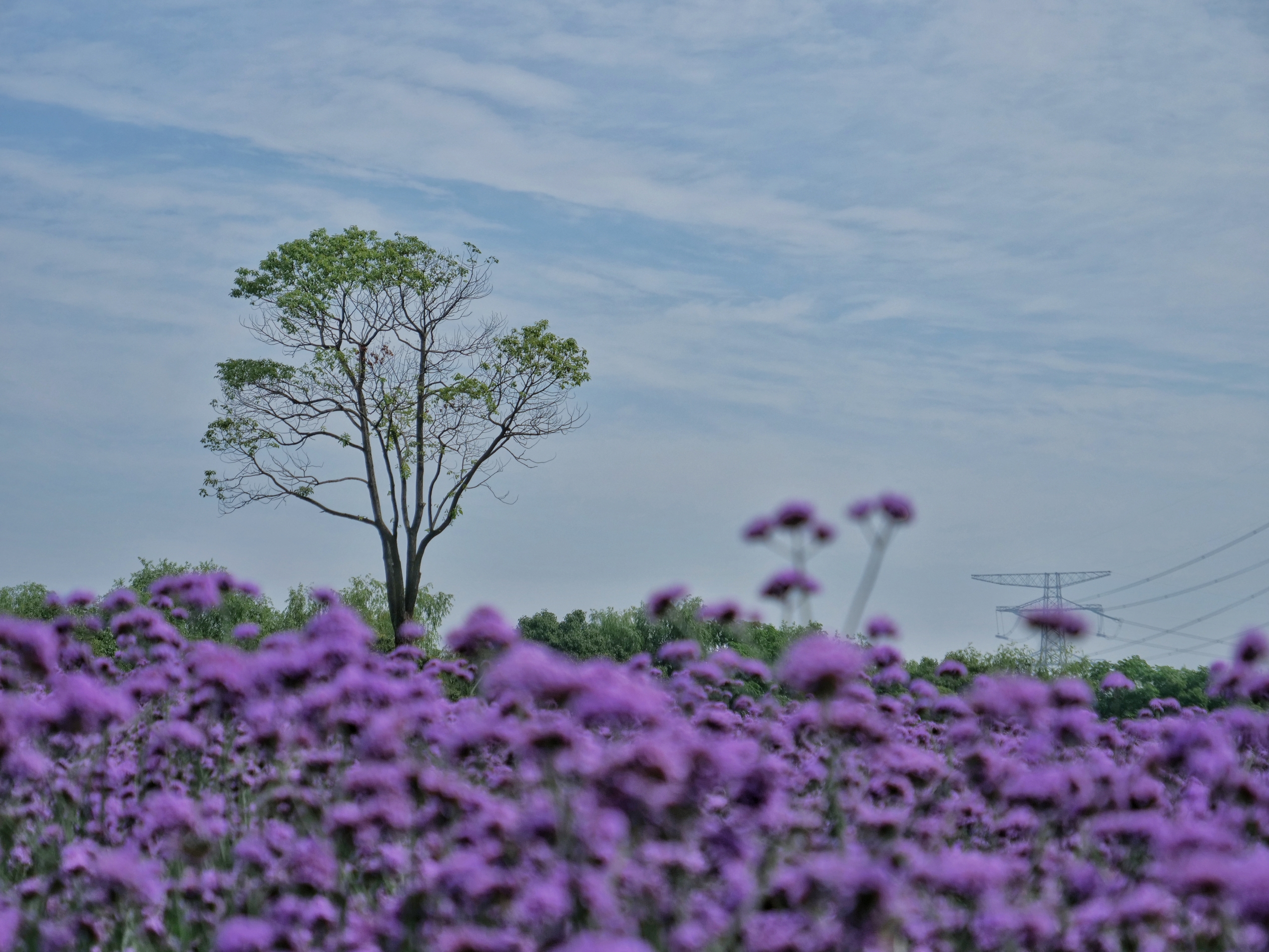 2021上海寻梦源首届薰衣草文化节