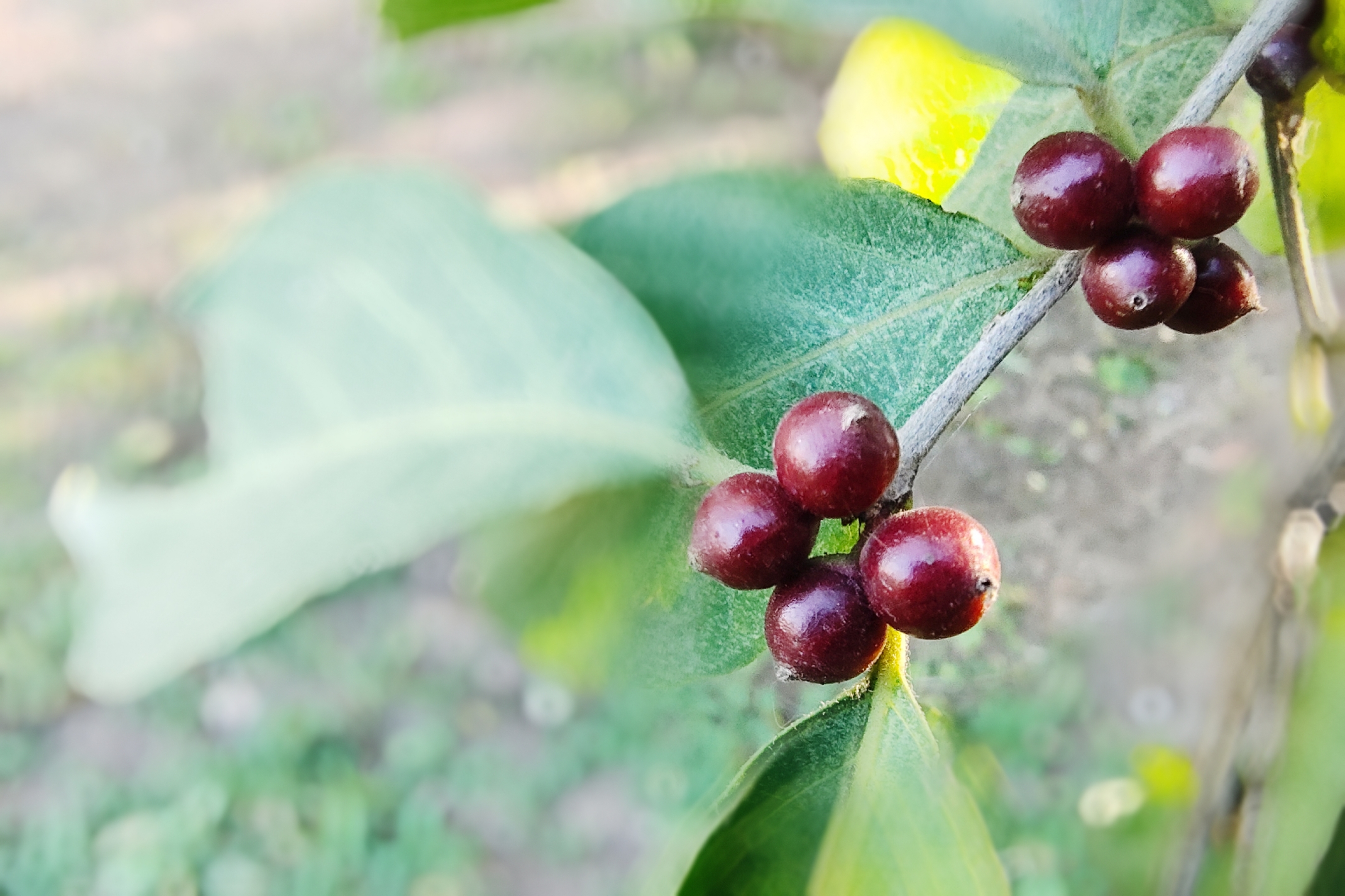 花蕾(金银花 果实(银花子)亦供药用.