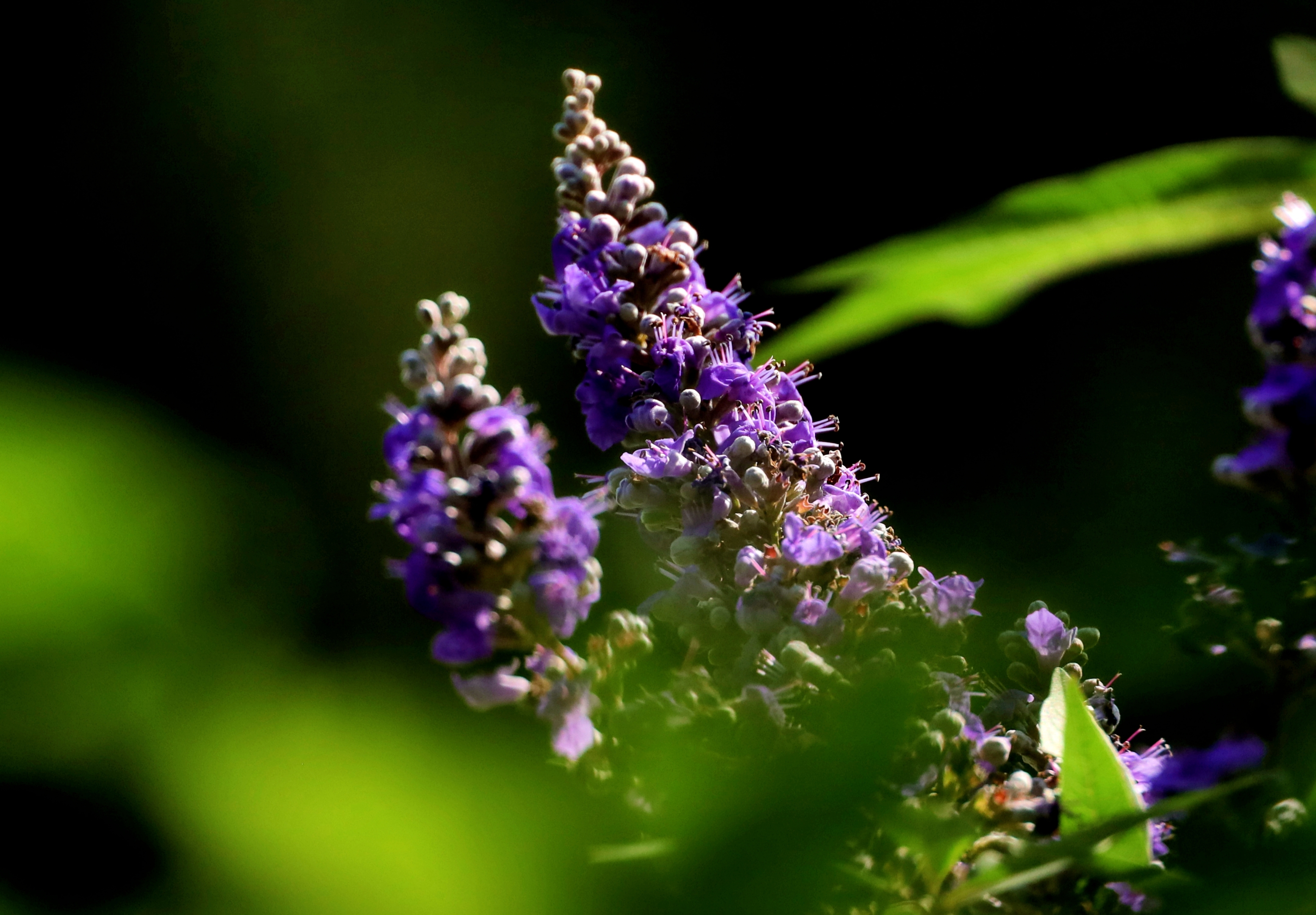 穗花牡荆