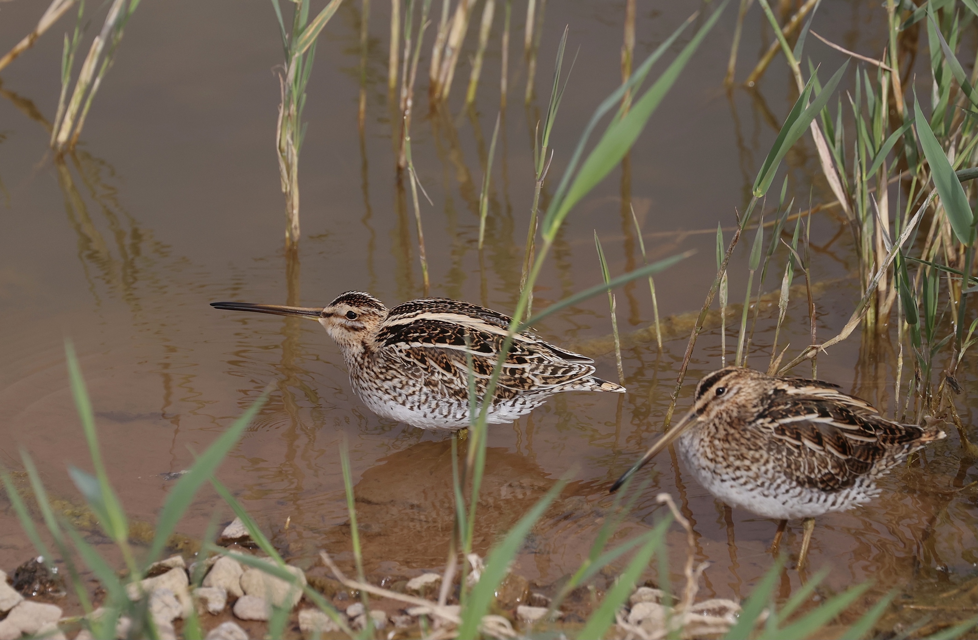 common snipe,学名:gallinago gallinago),是鸻形目丘鹬科沙锥属的