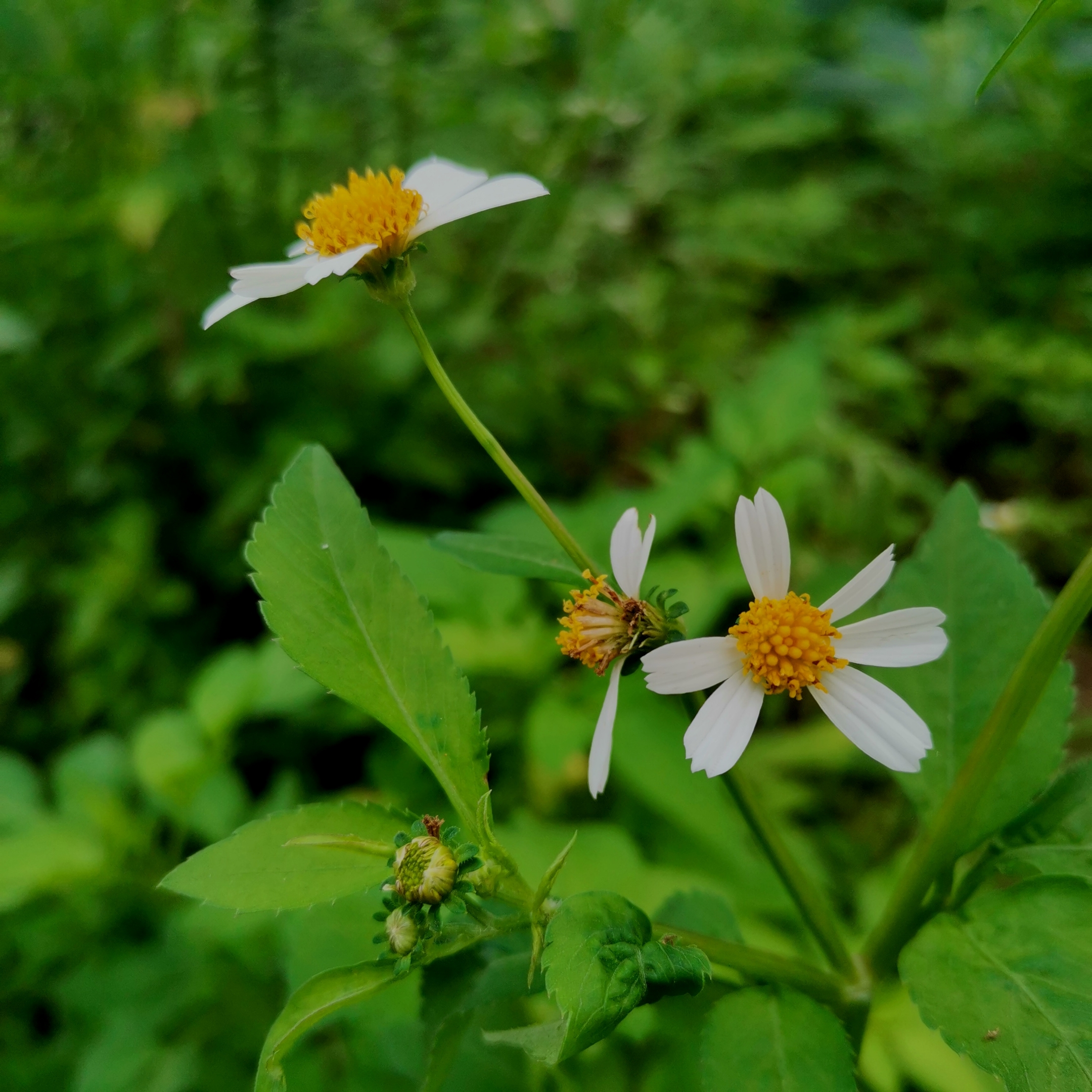 白花鬼针草