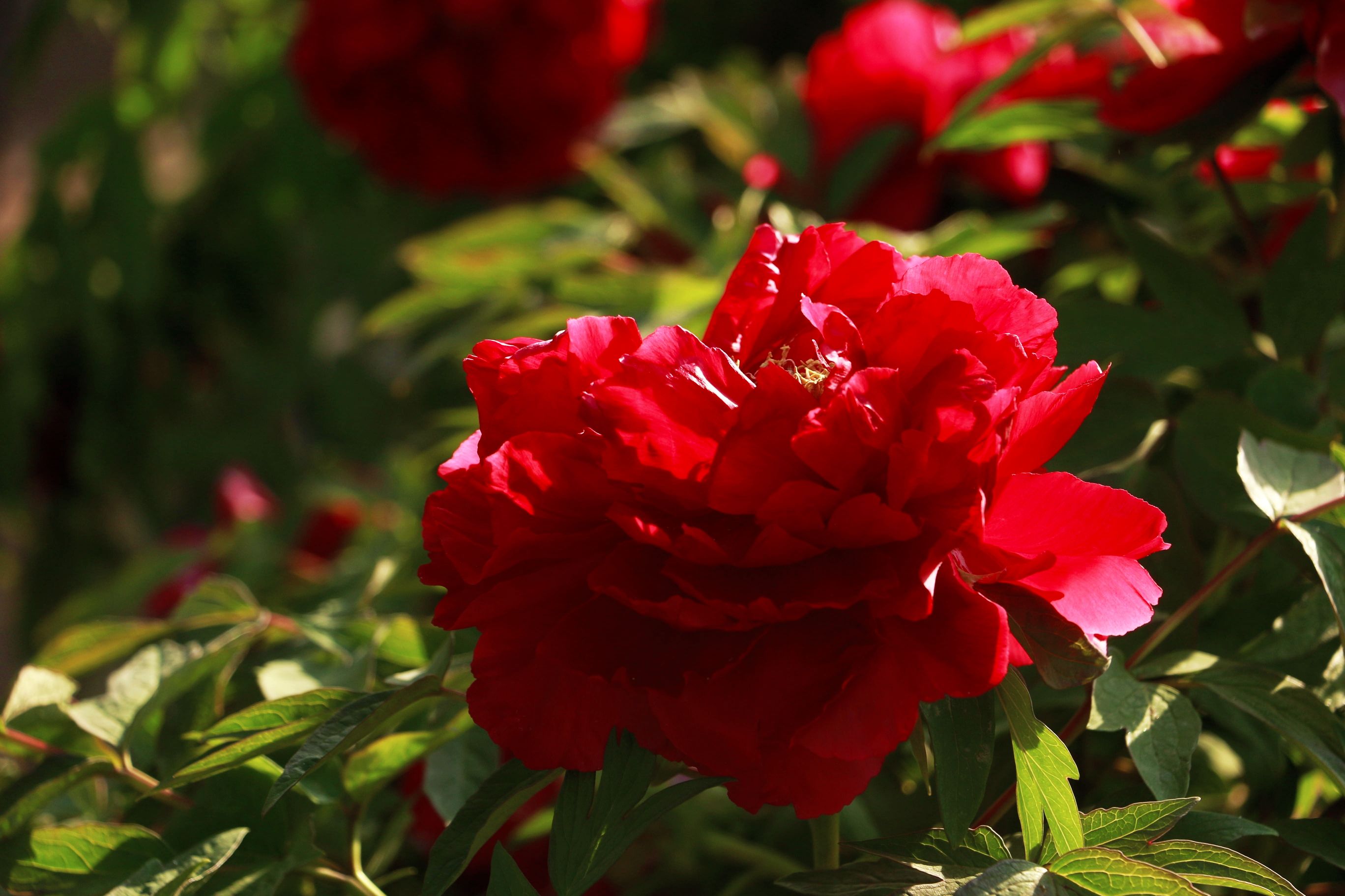 红玫瑰 - 背景 免费图片 - Public Domain Pictures