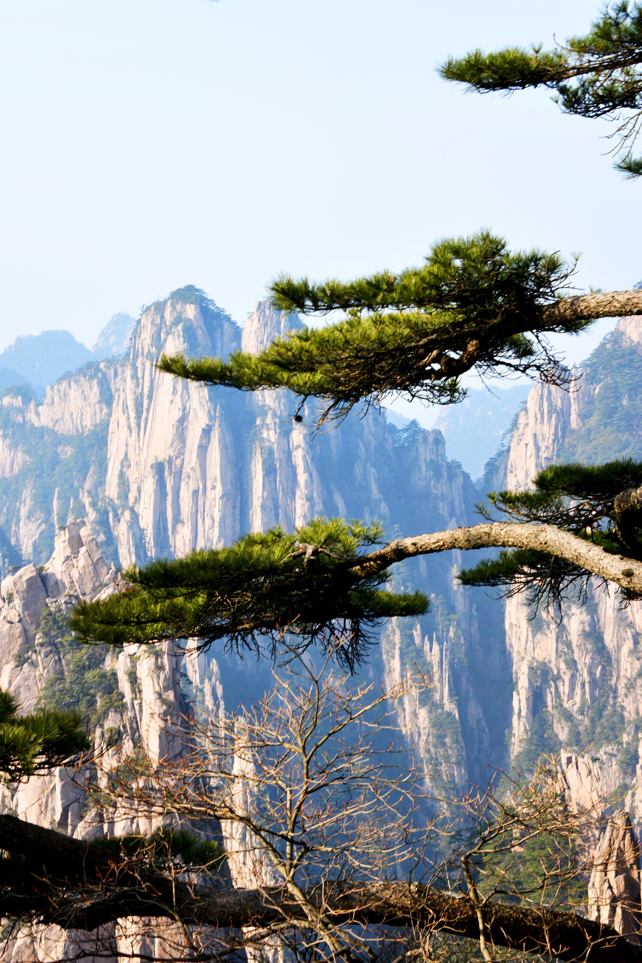 冬游黄山之劲松(首发)