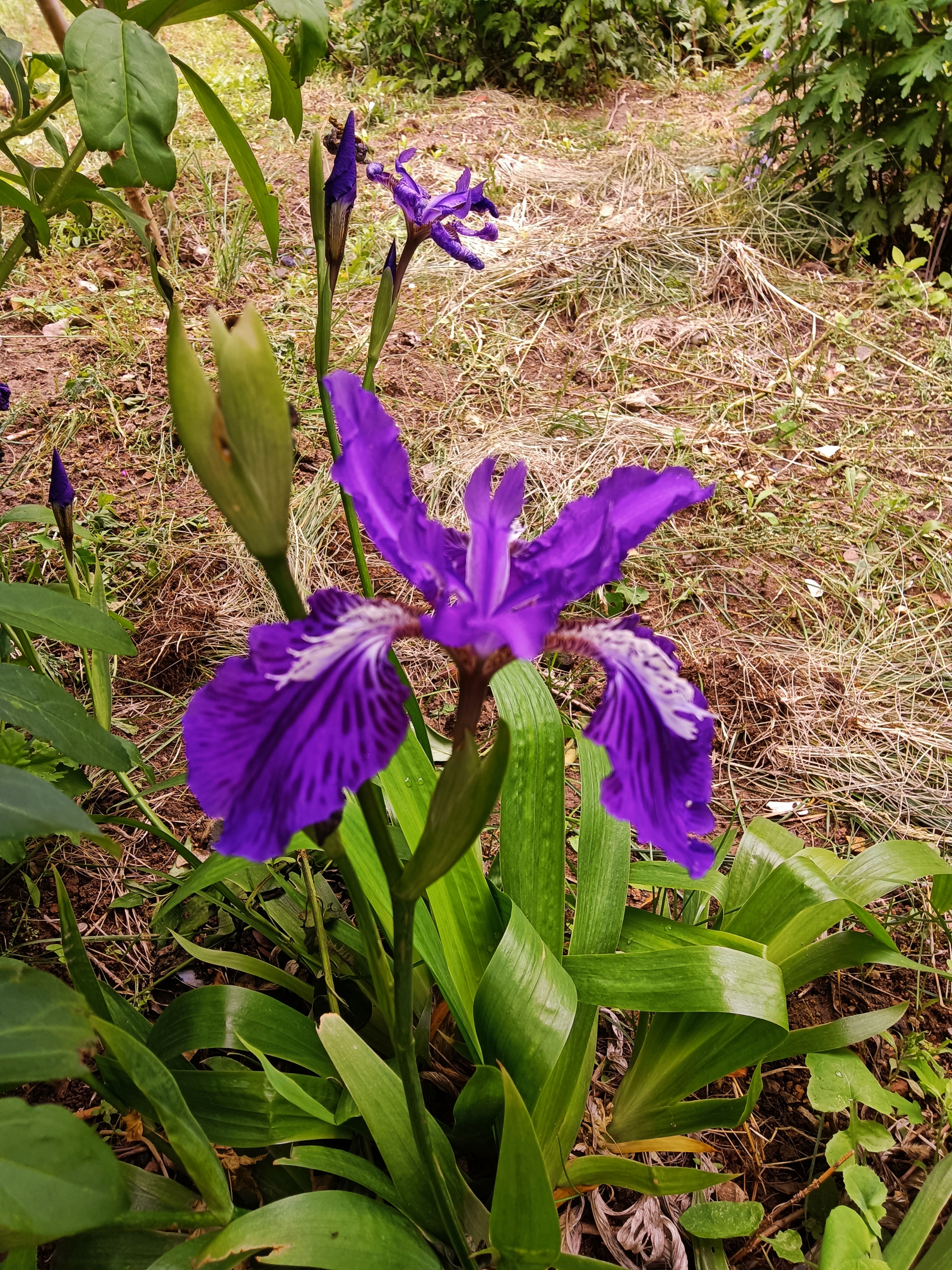 鸢尾花【首发】