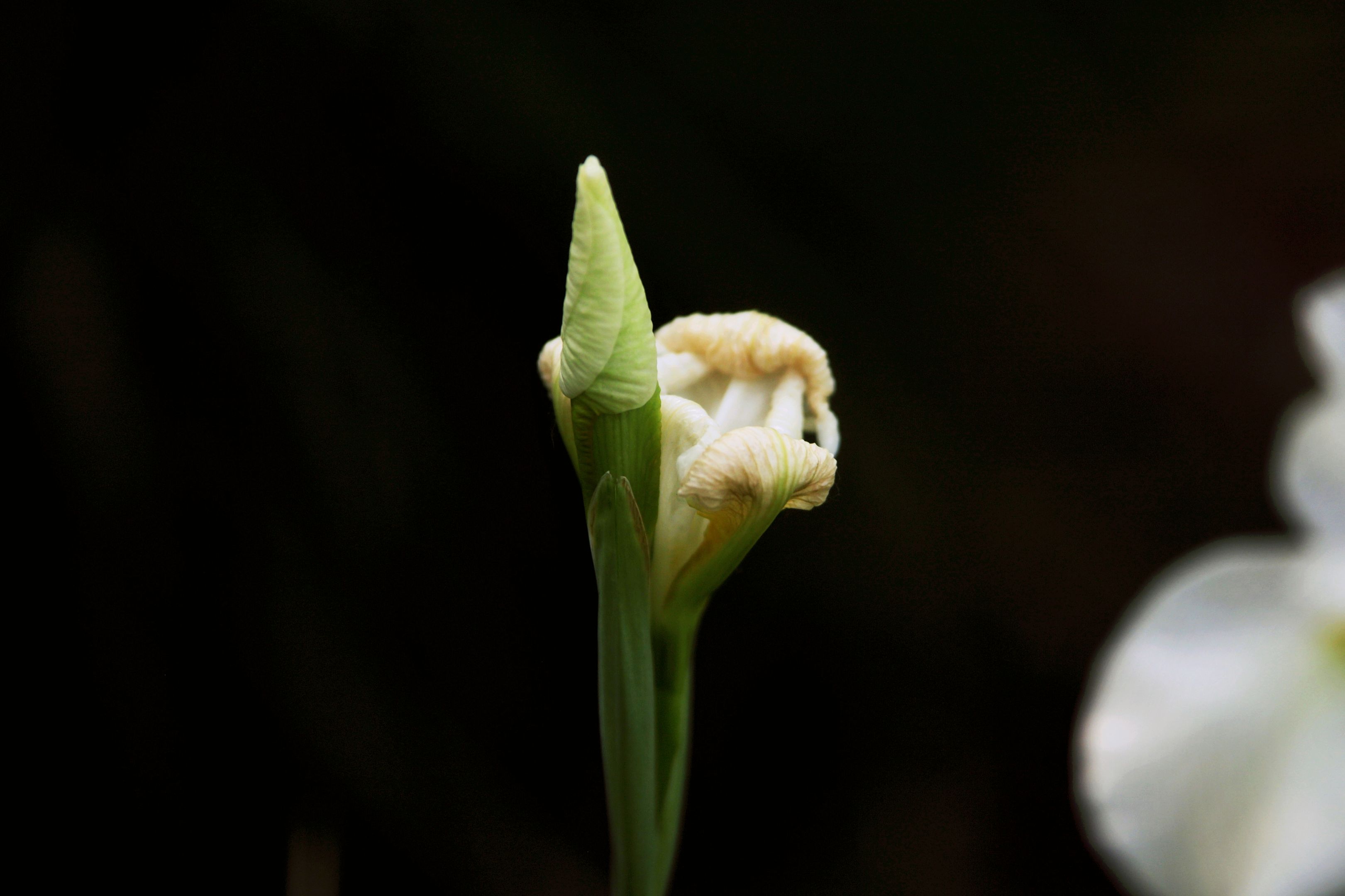 【首发】白色花菖蒲