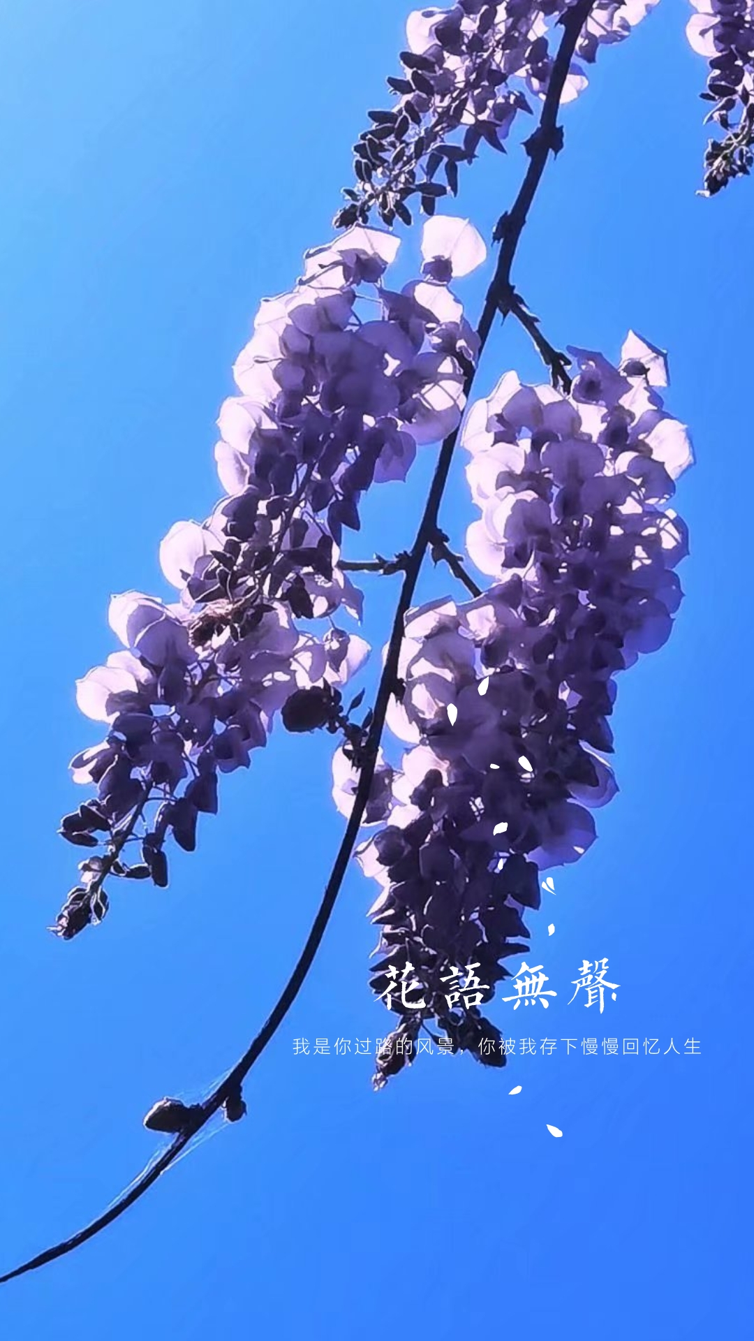 【首发】紫藤