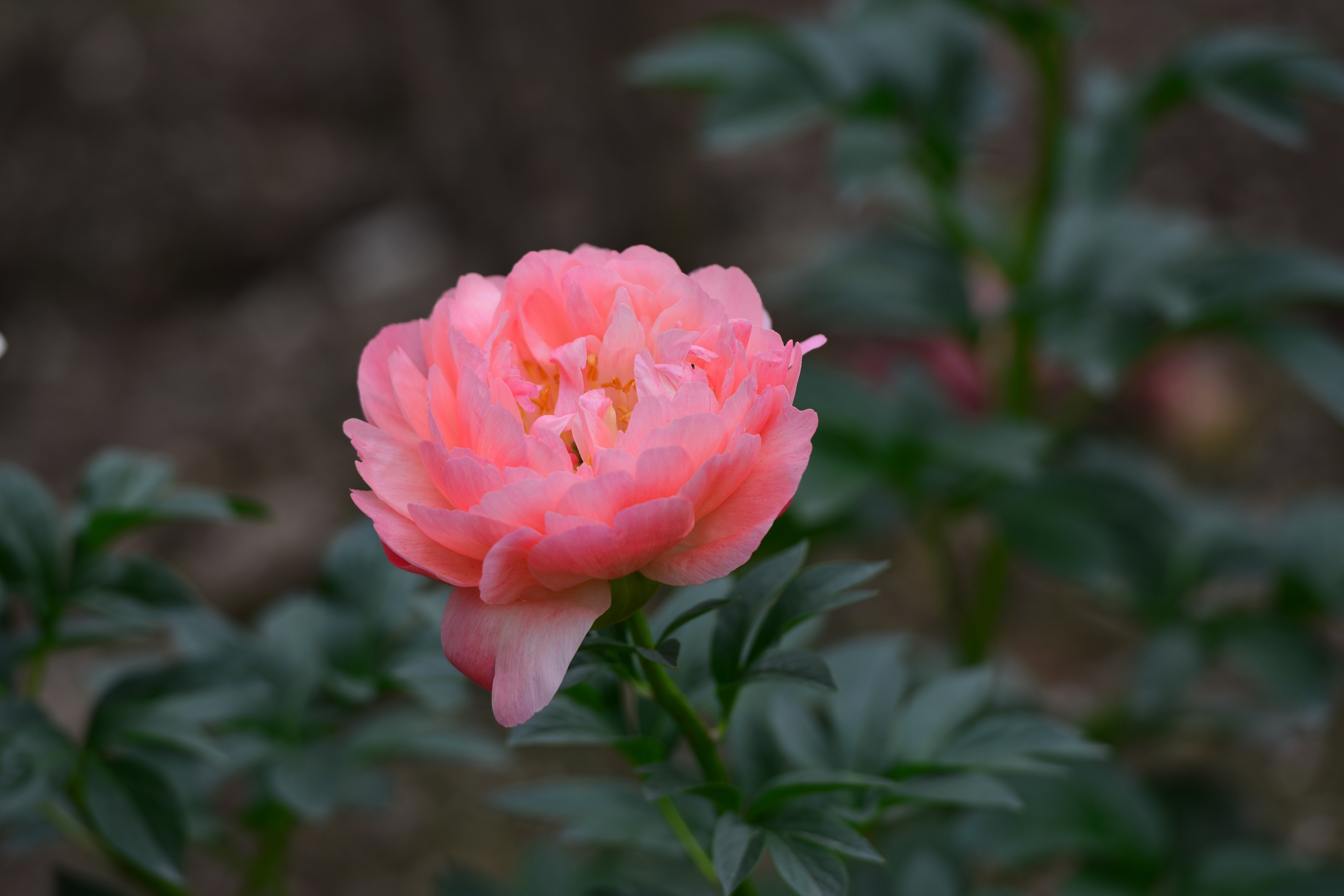首发芍药