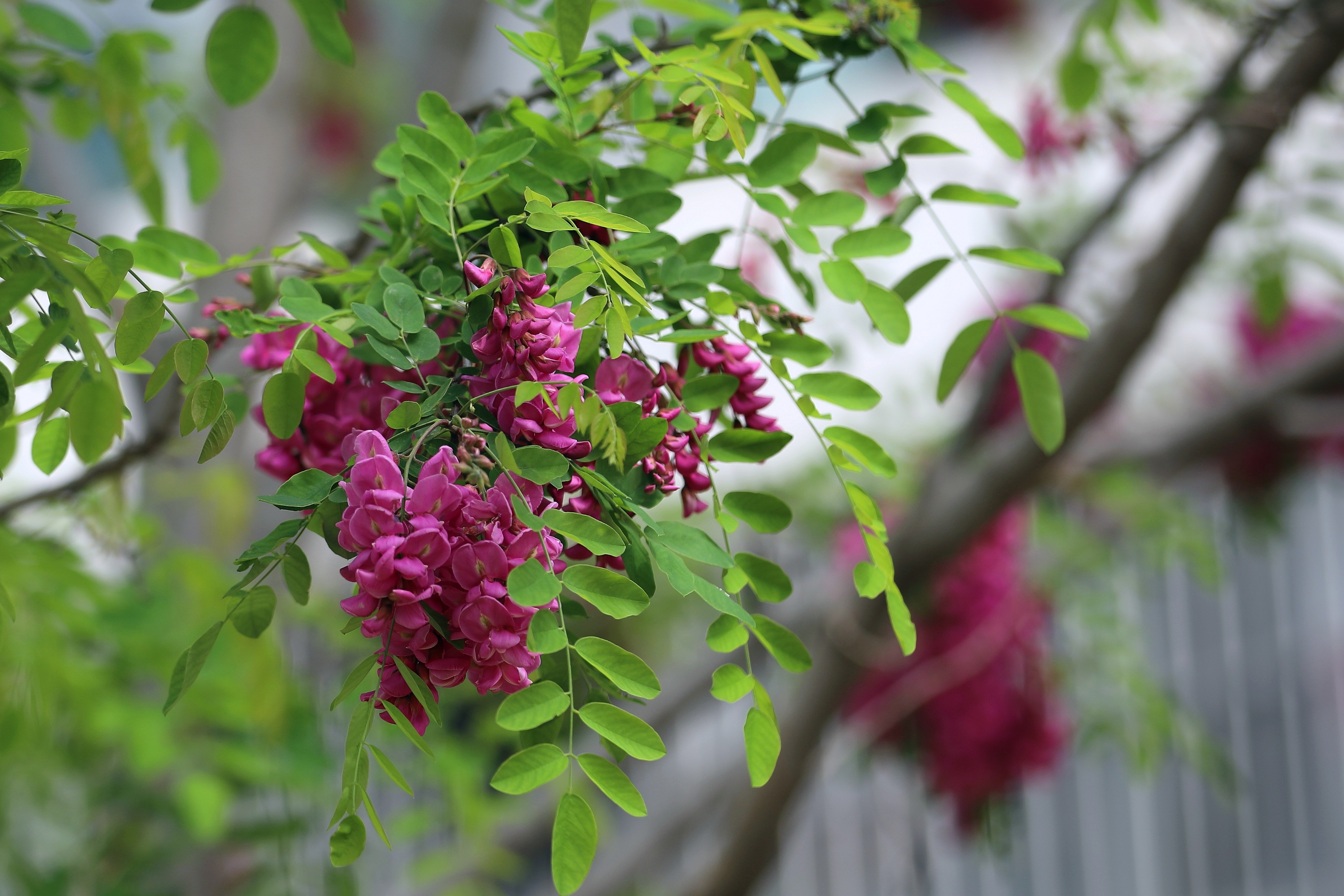 【百花园】红花刺槐花