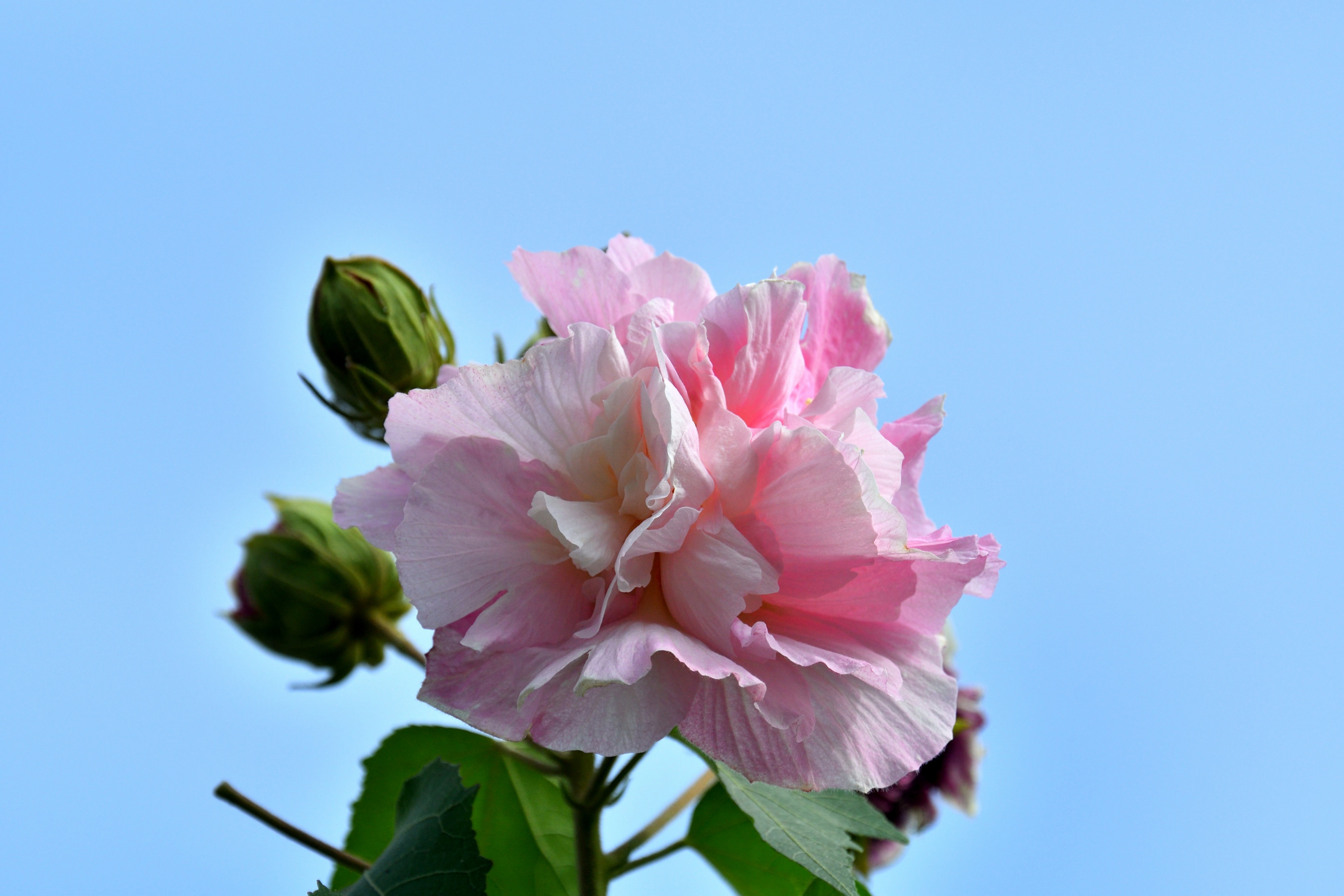 醉美日变三色芙蓉花《首发》