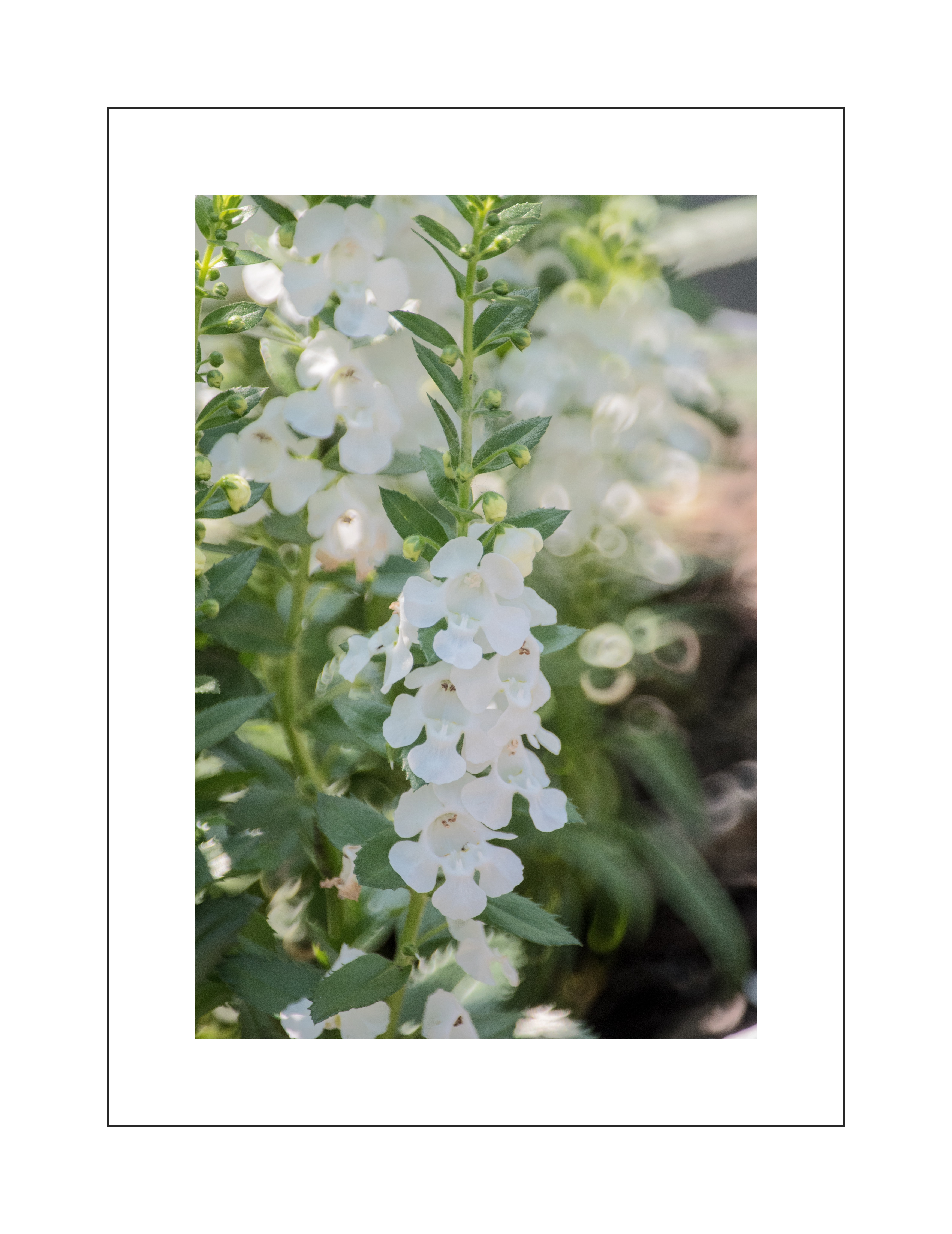 小巧玲珑香彩雀花