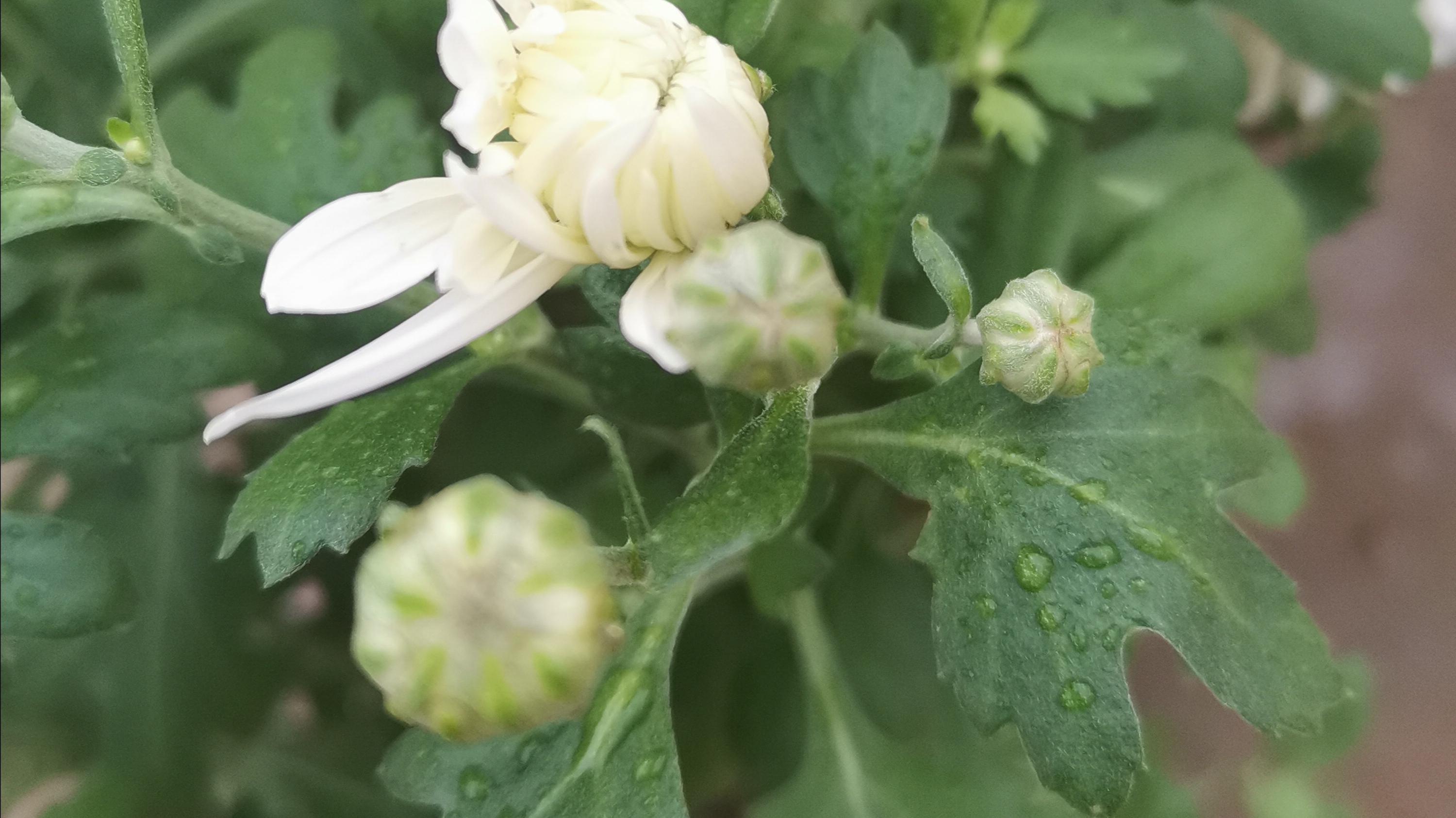 美丽的白菊花