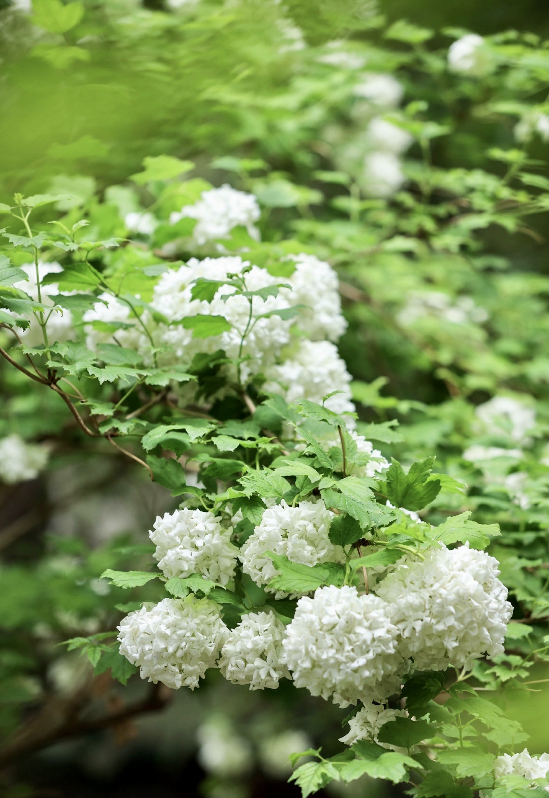 首发白色绣球花一