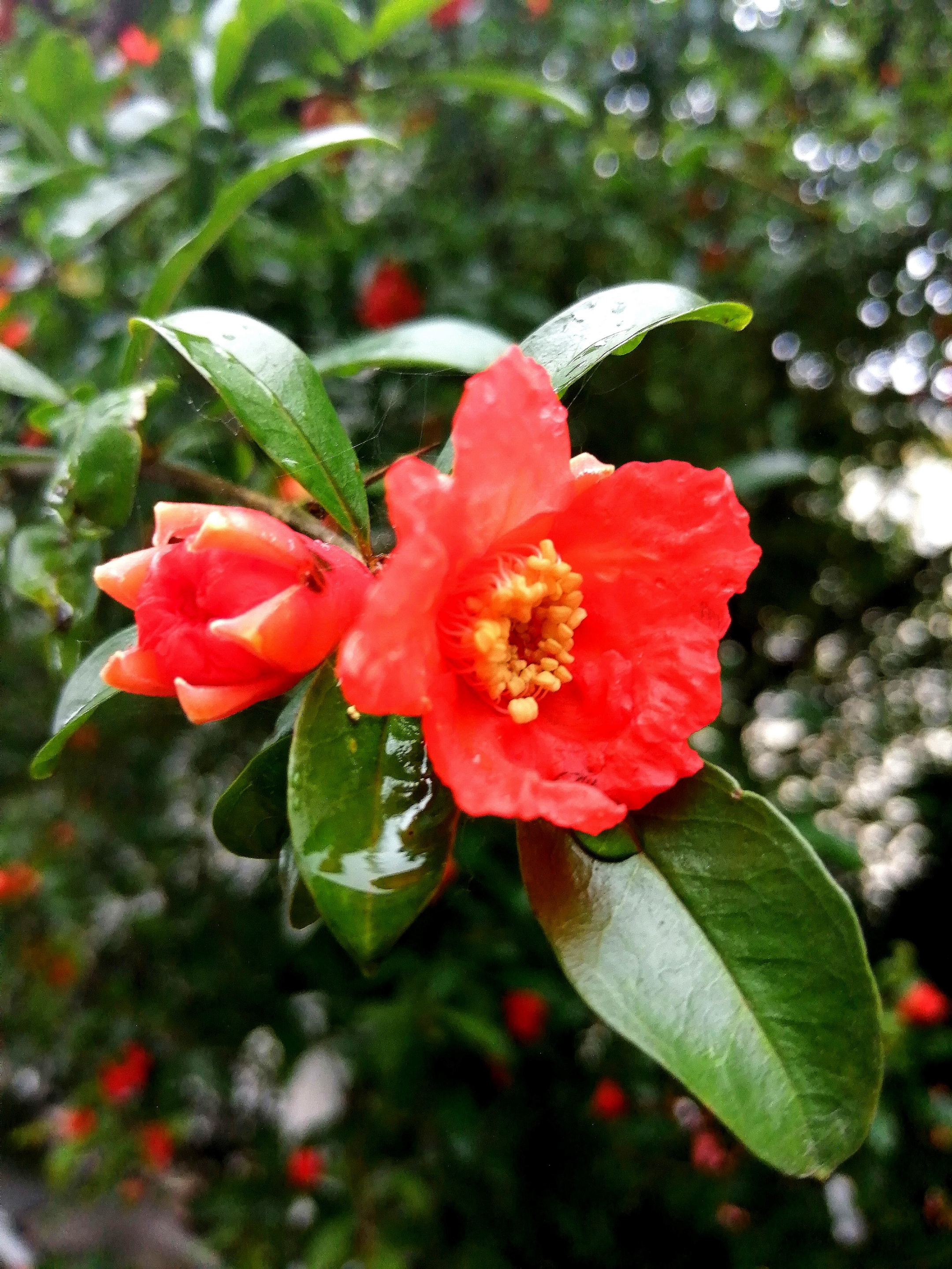 一场小雨过后,后院的石榴花竞相开放,花朵上挂满了晶莹的水珠,更显