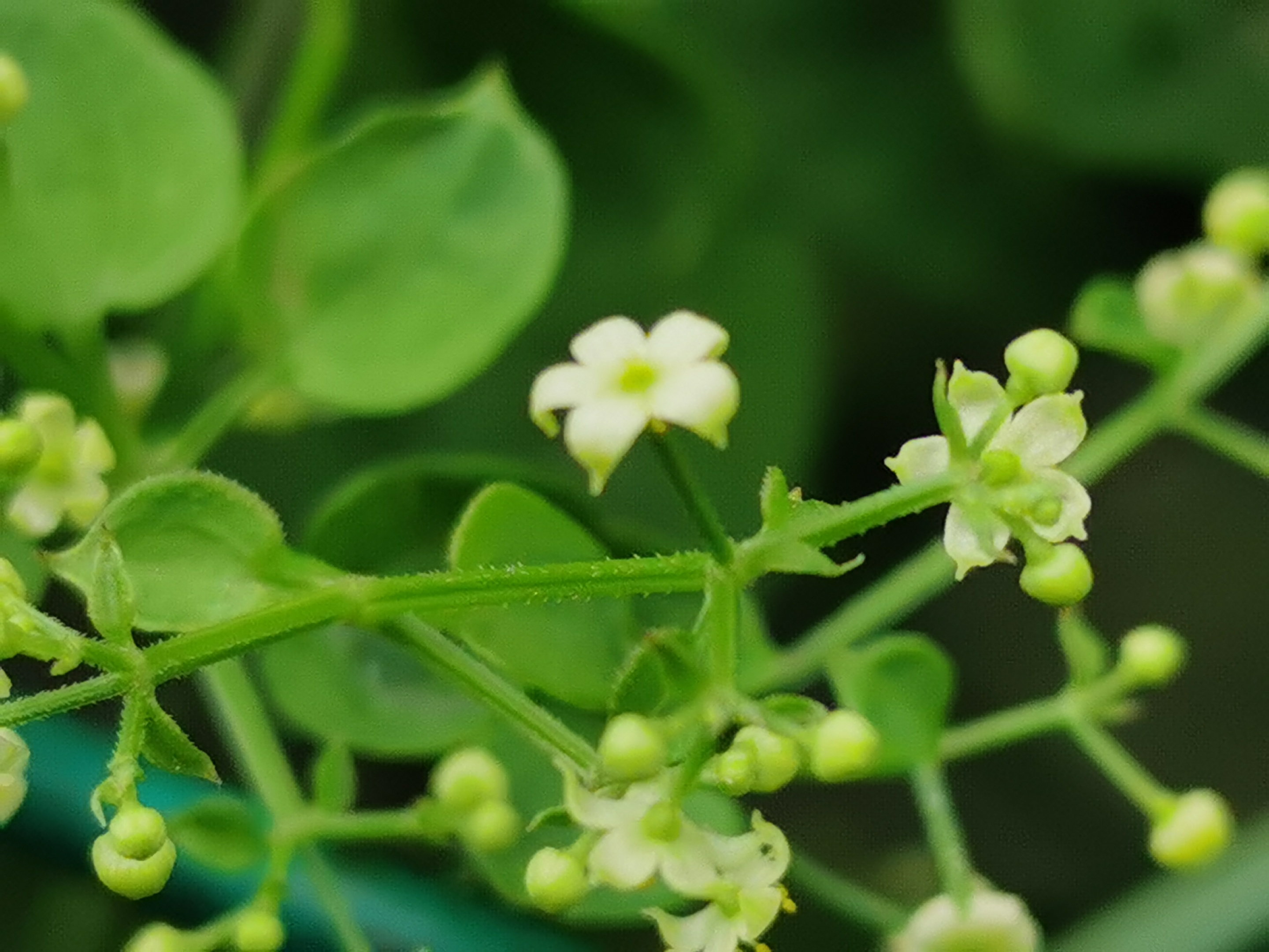 来源:为茜草科多年生草本植物茜草的干燥根及根茎.多为野生.