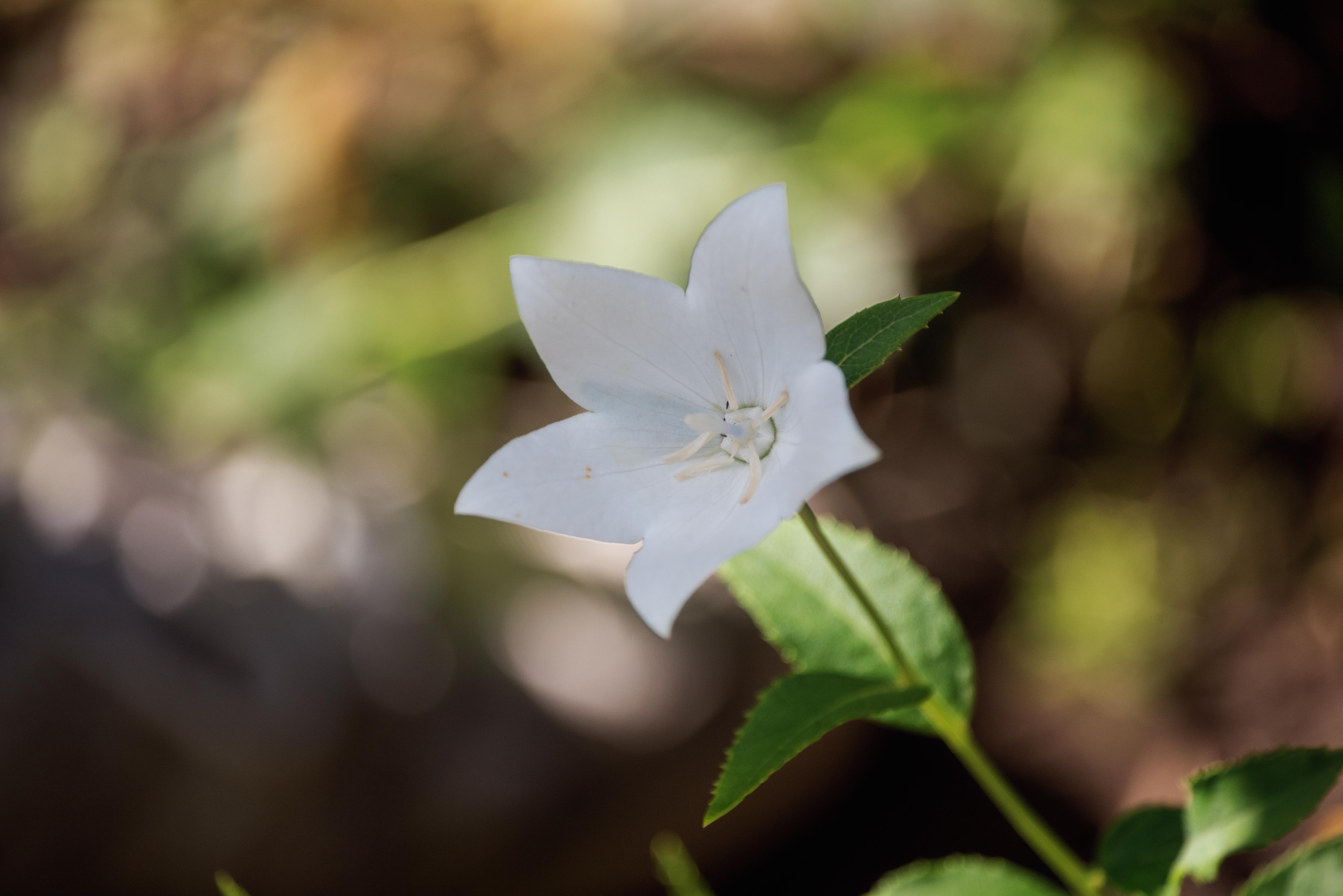 (首发)白桔梗花