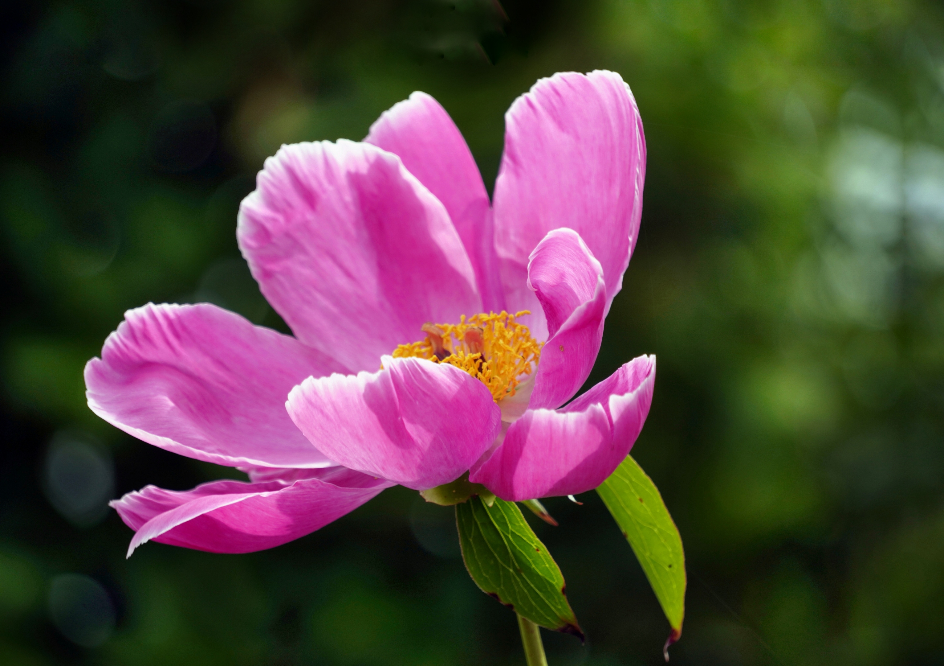 芍药花