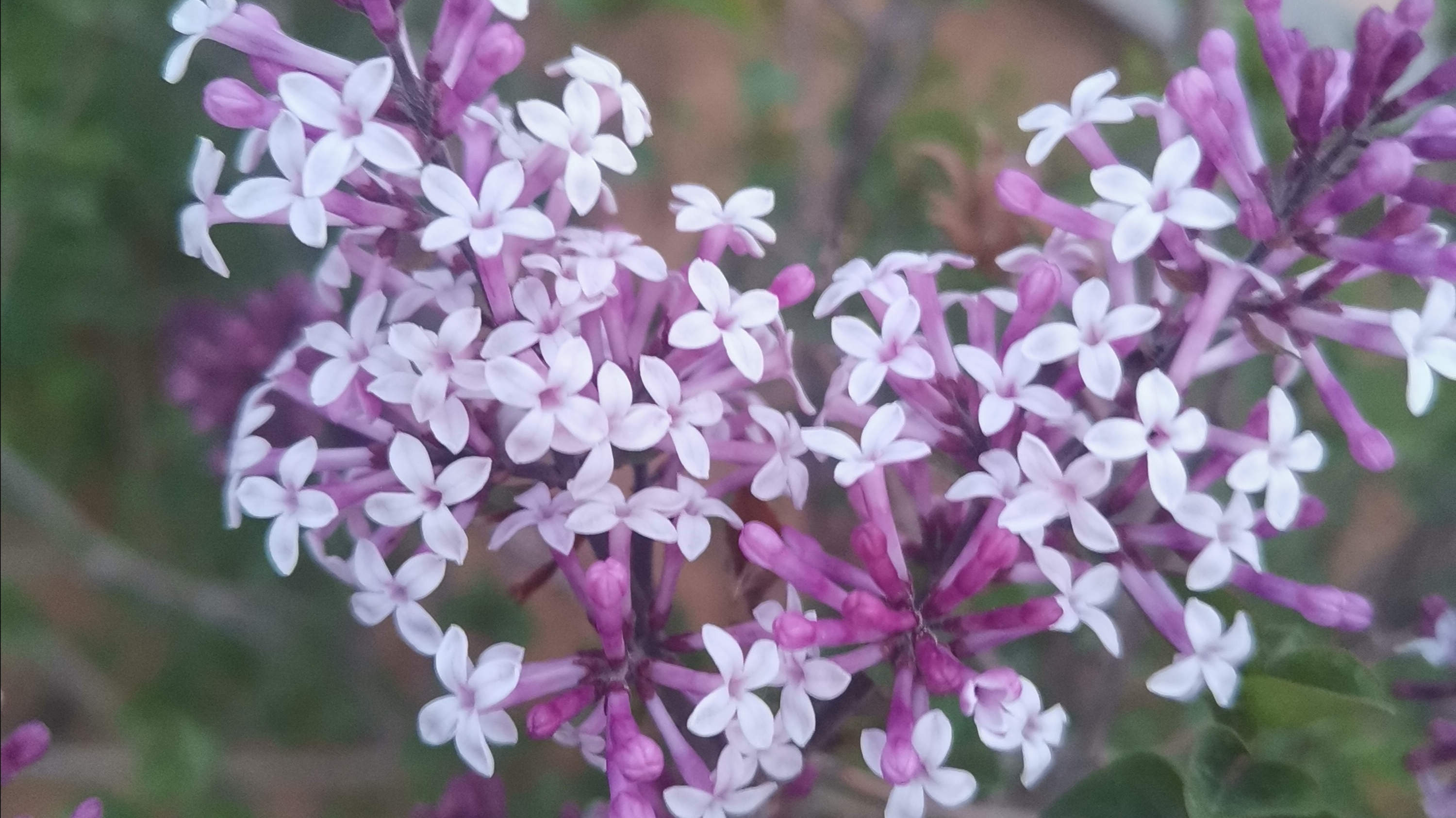 紫丁香花