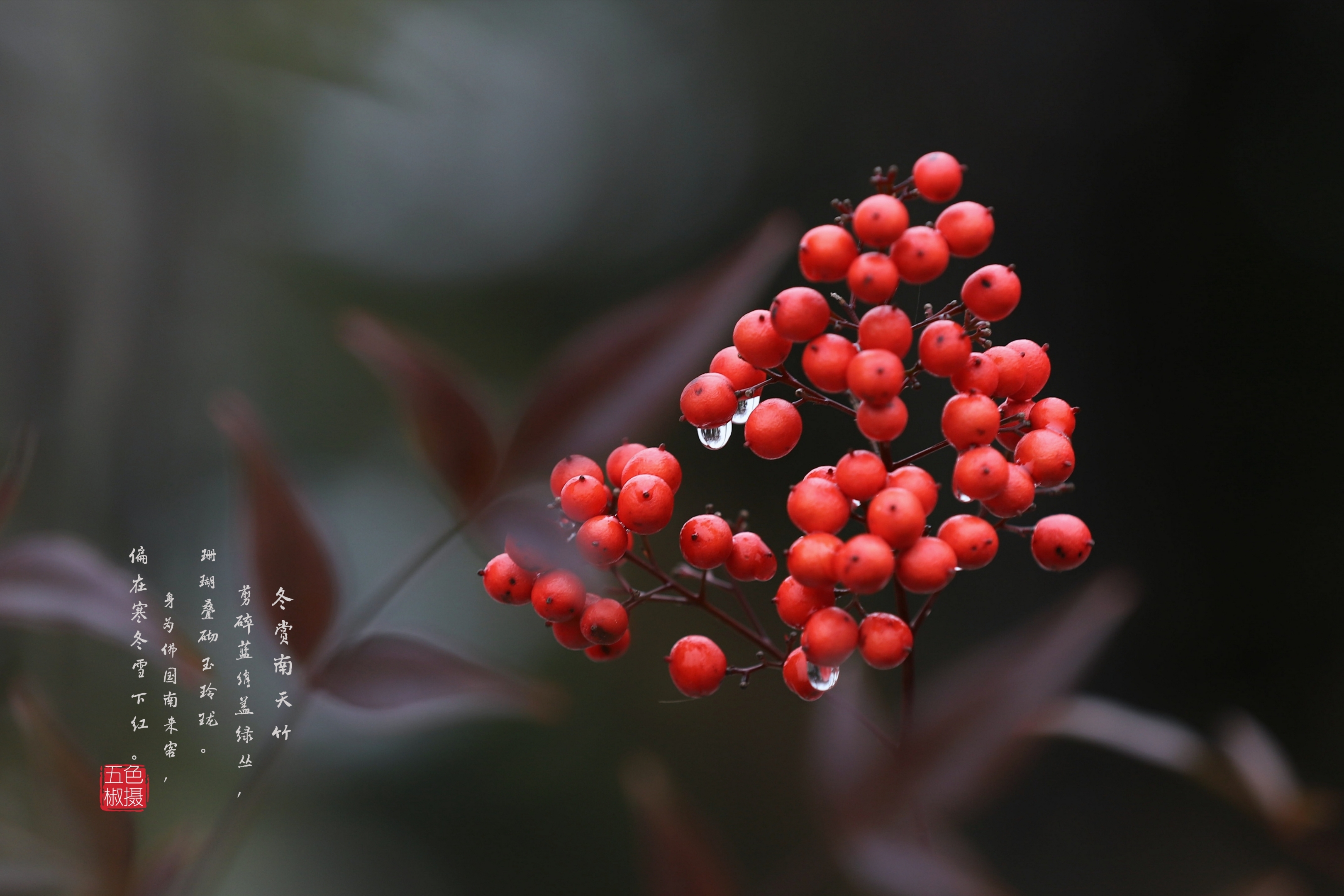 冬天的小红果·南天竹