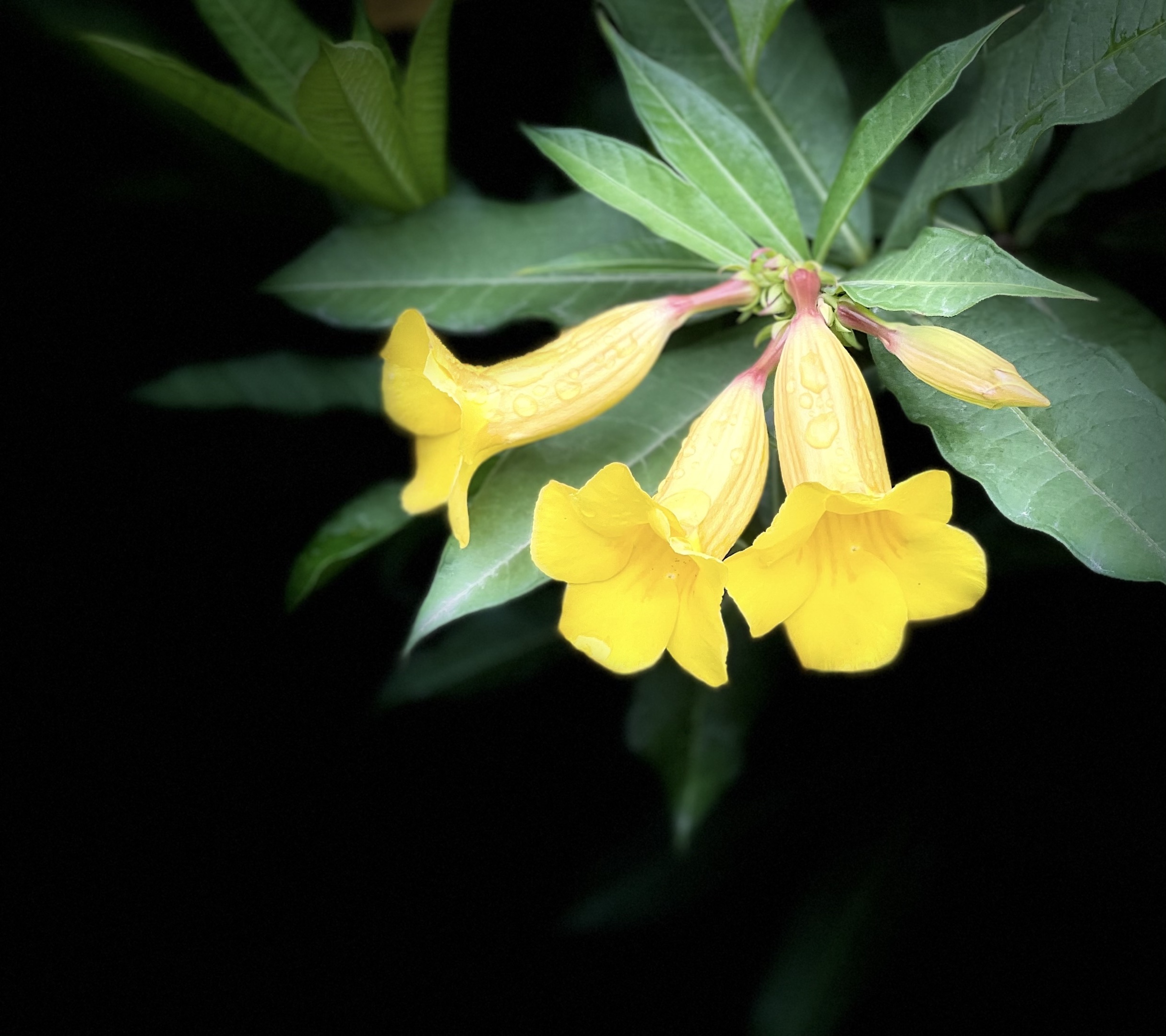 【原创首发】可以药用的黄婵花