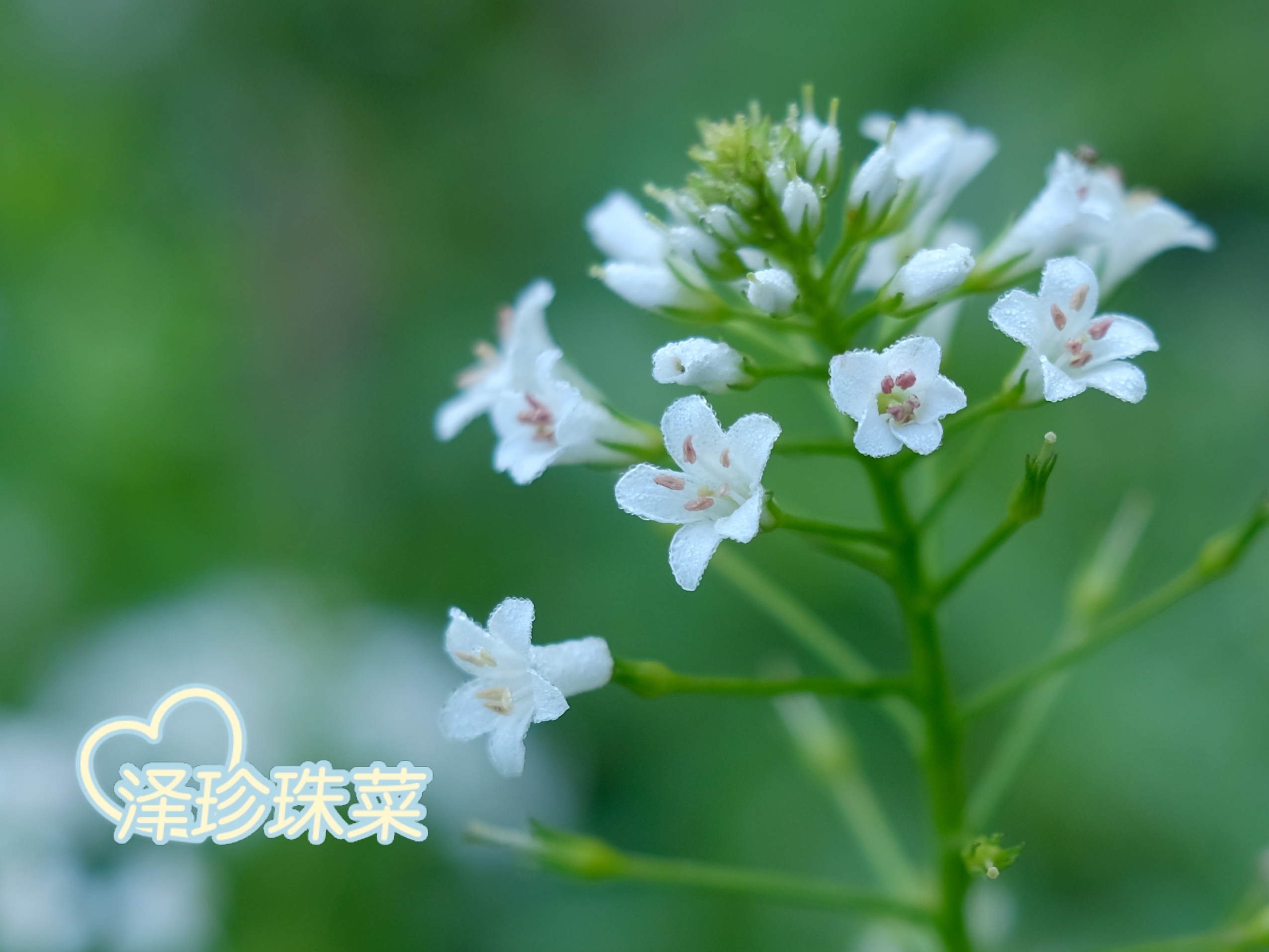 繁星点点*泽珍珠菜