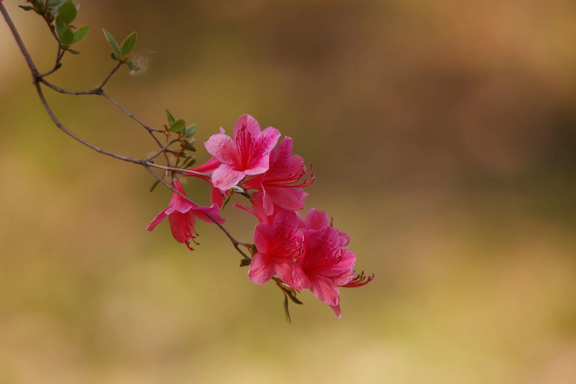 杜鹃花