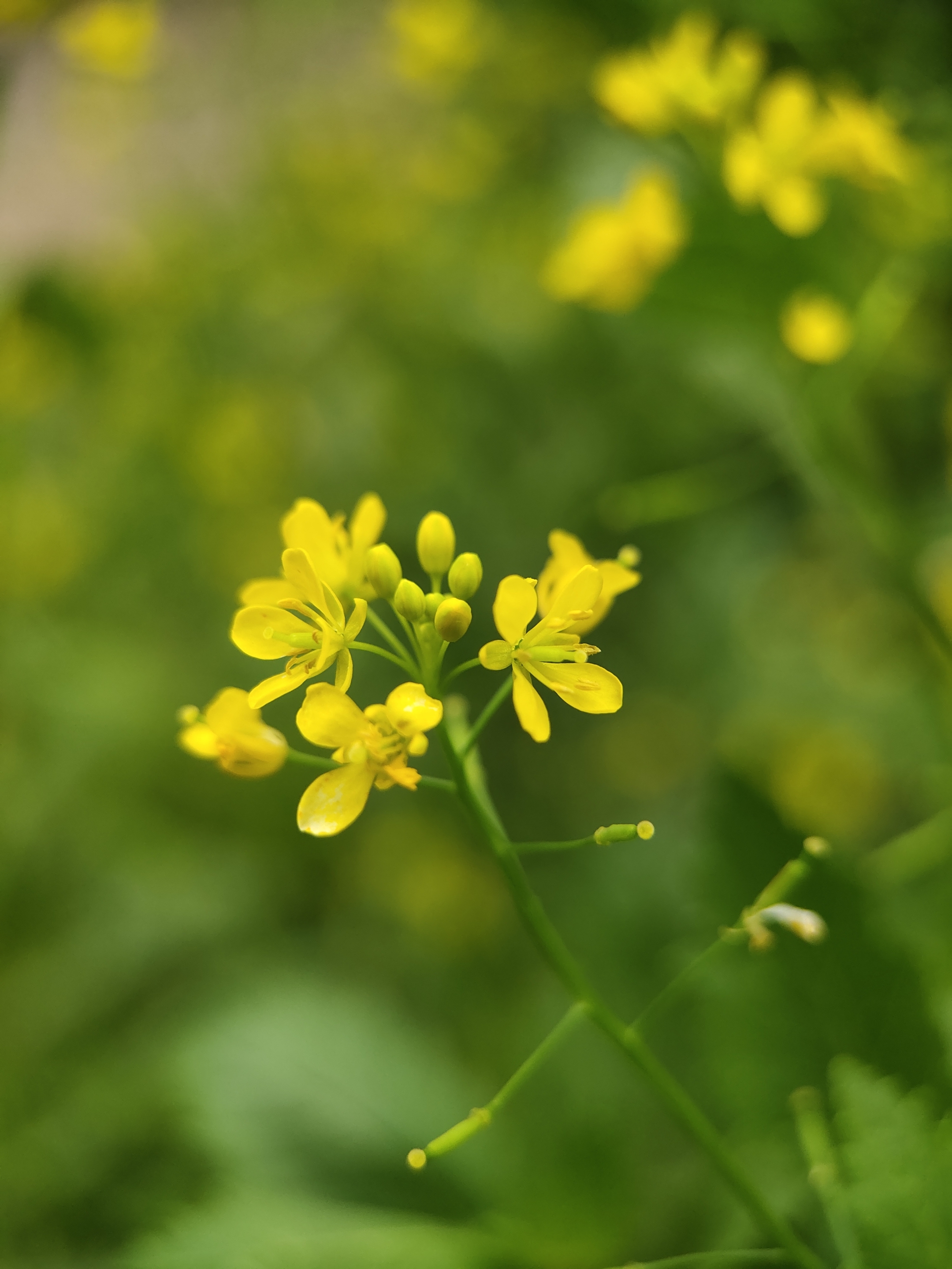 (首发)芥菜花