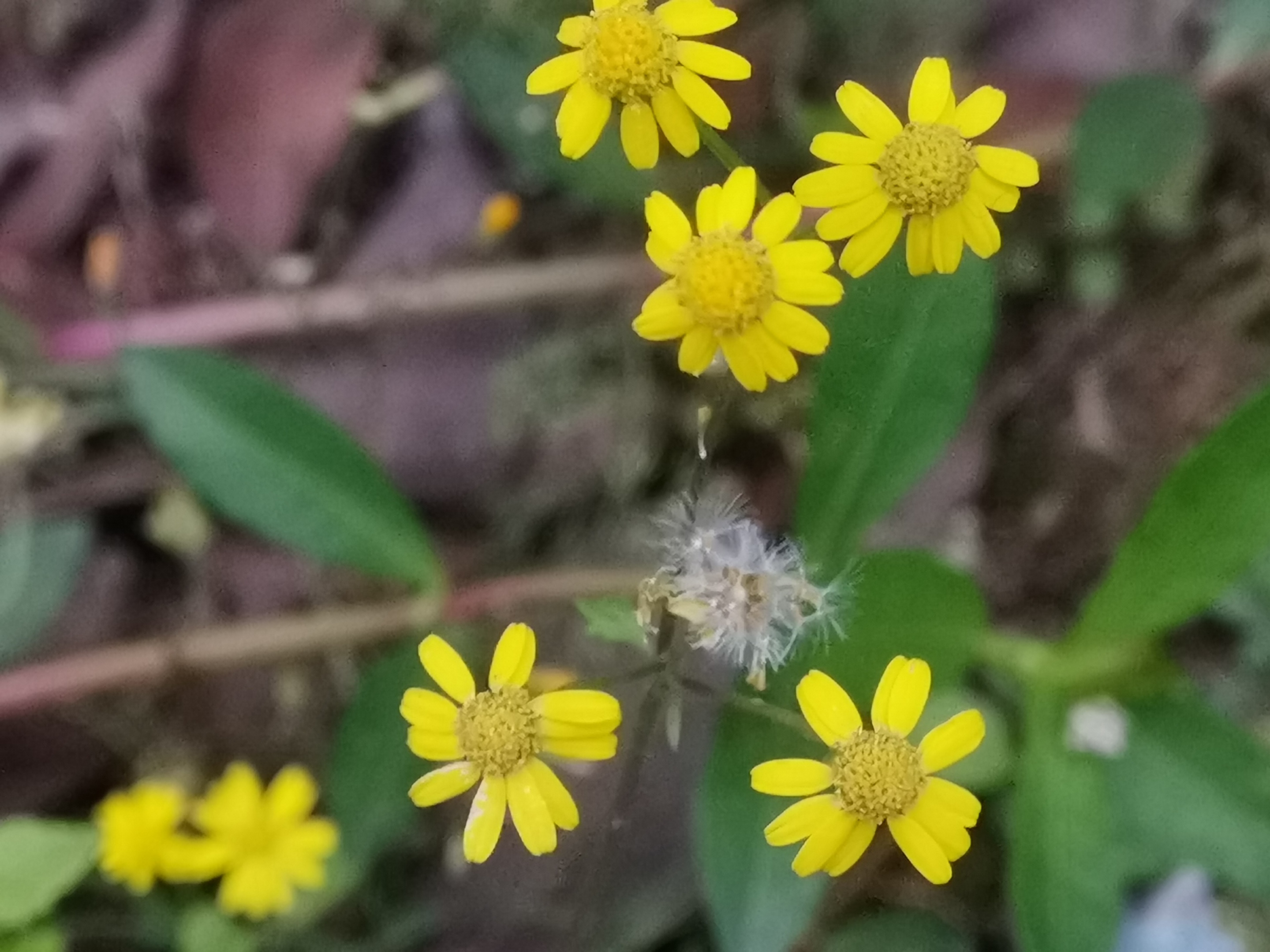 【首发】黄花枝香草(二)