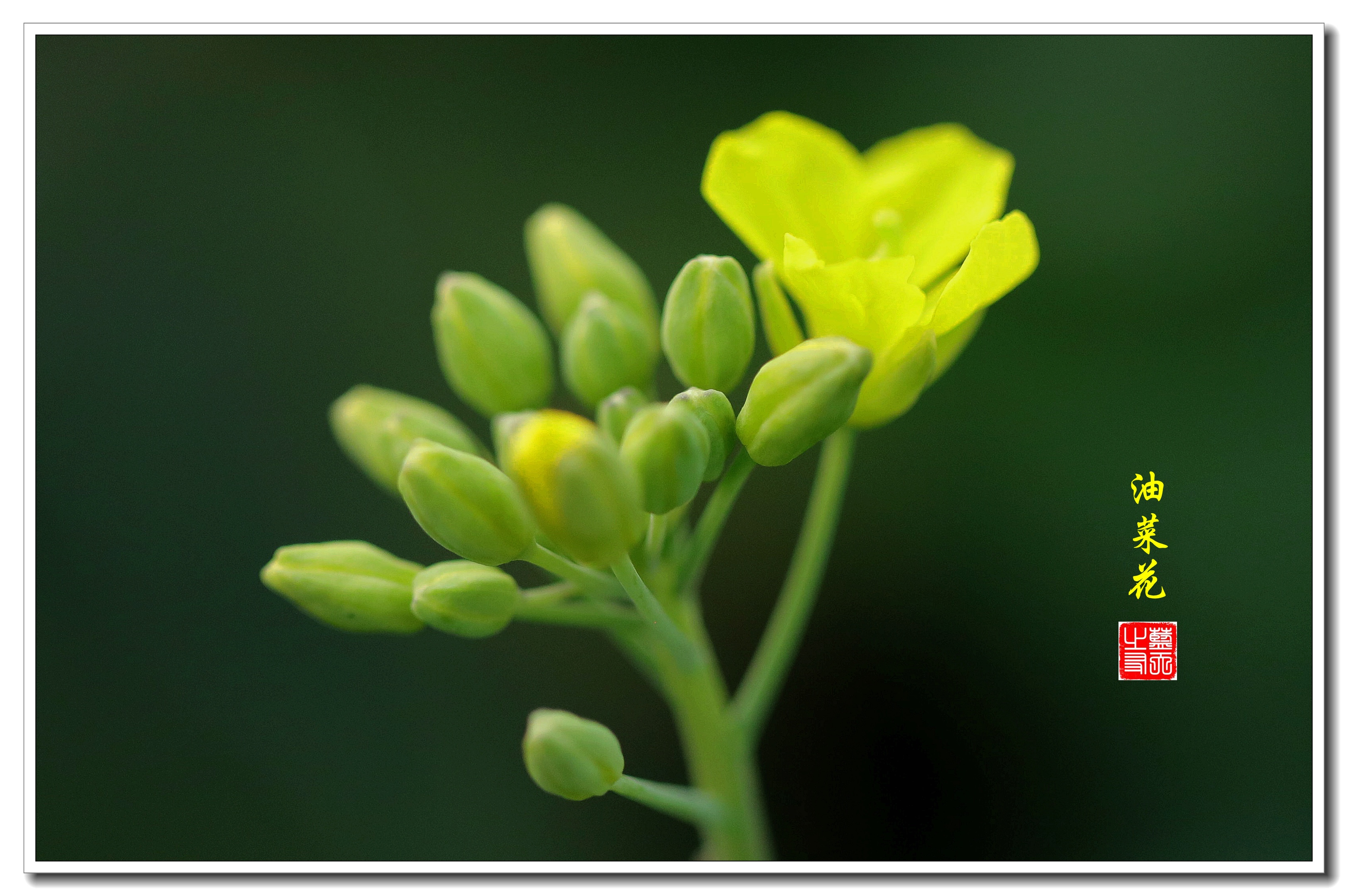 首发油菜花开迎新春