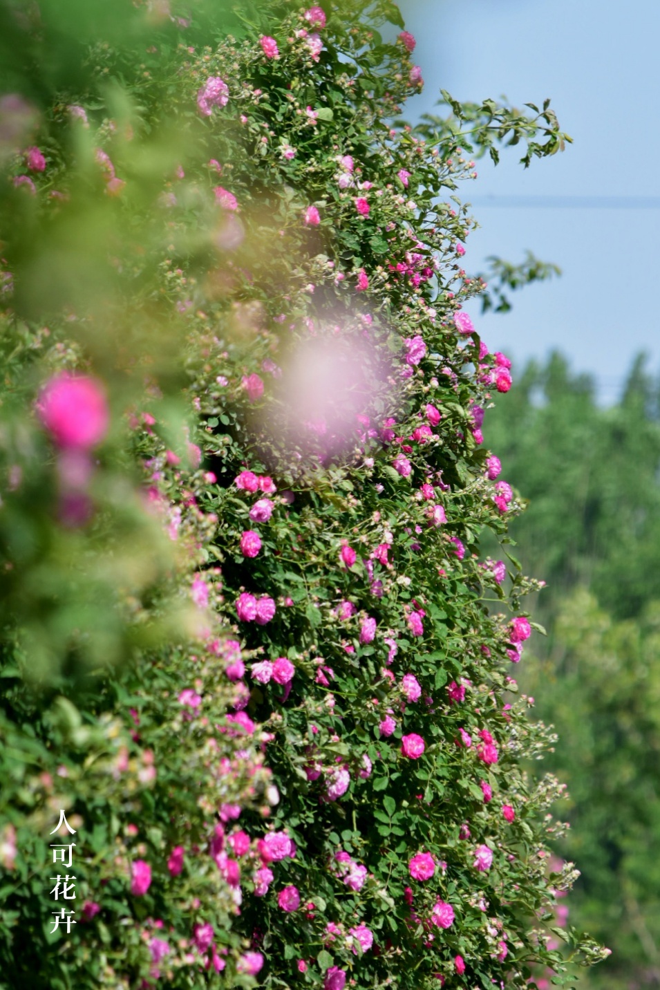 在河南师范大学的东校区,学校的围墙上挂满了密密的蔷薇藤