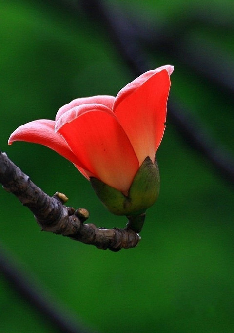 木棉花开