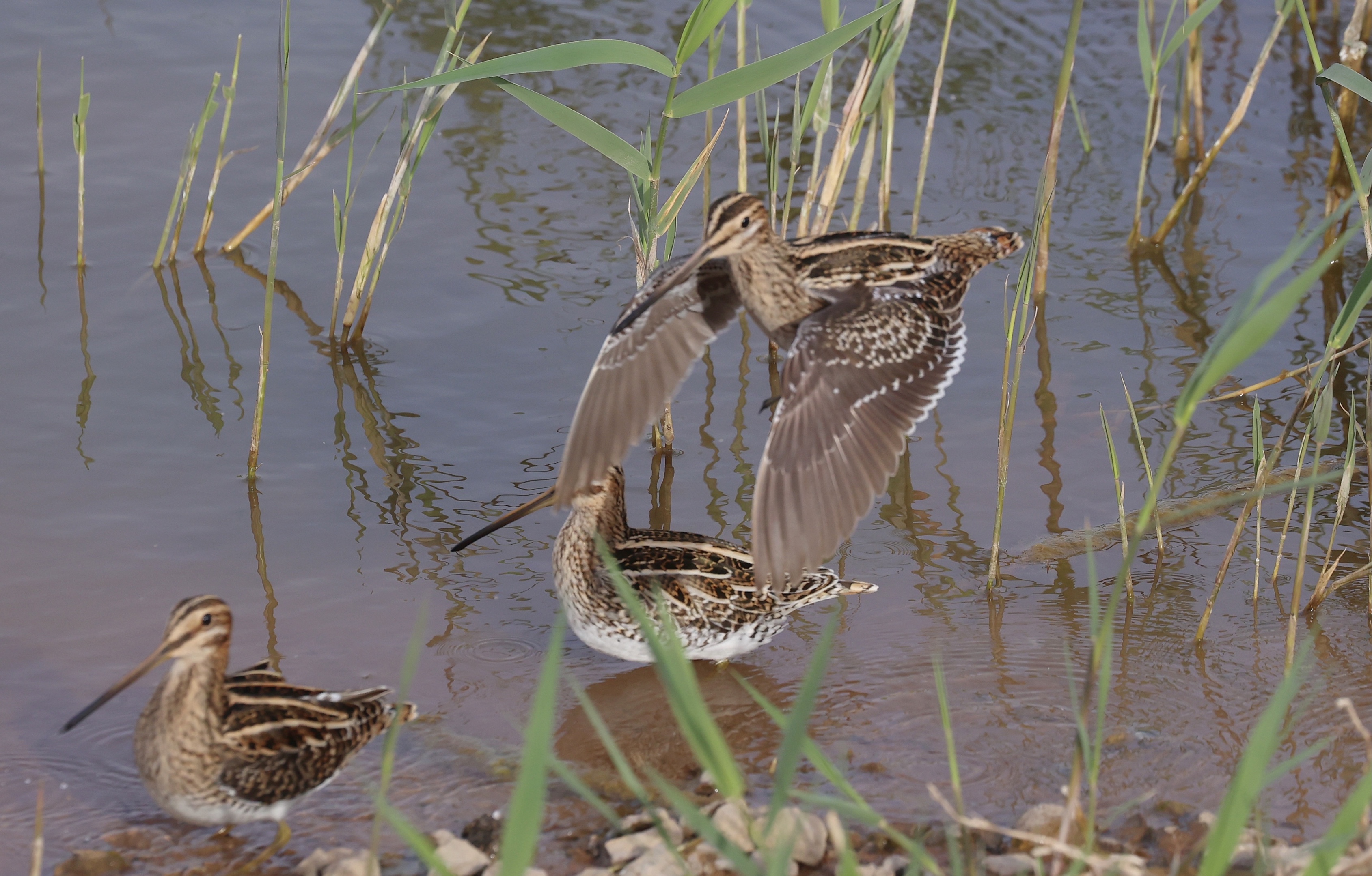 common snipe,学名:gallinago gallinago),是鸻形目丘鹬科沙锥属的