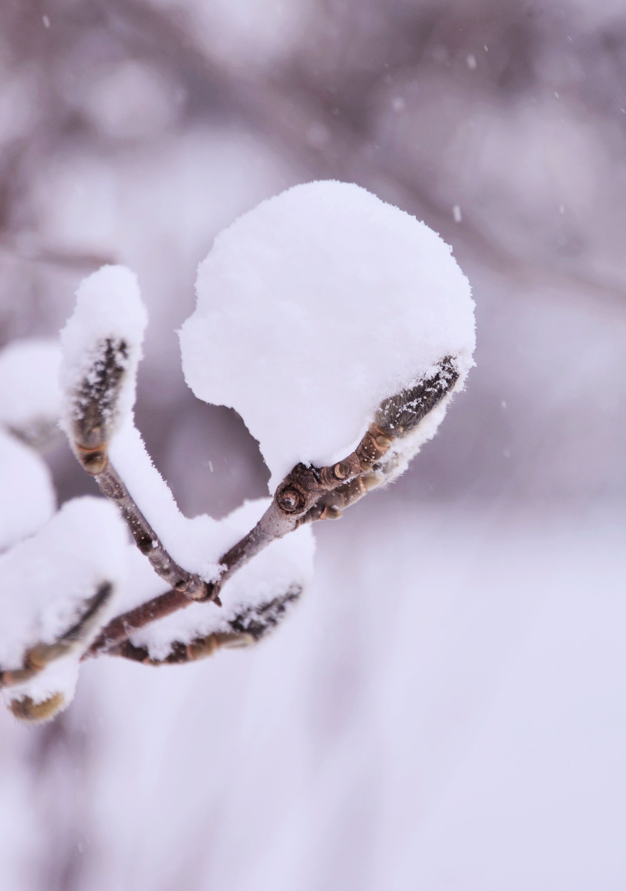 首发瑞雪兆丰年
