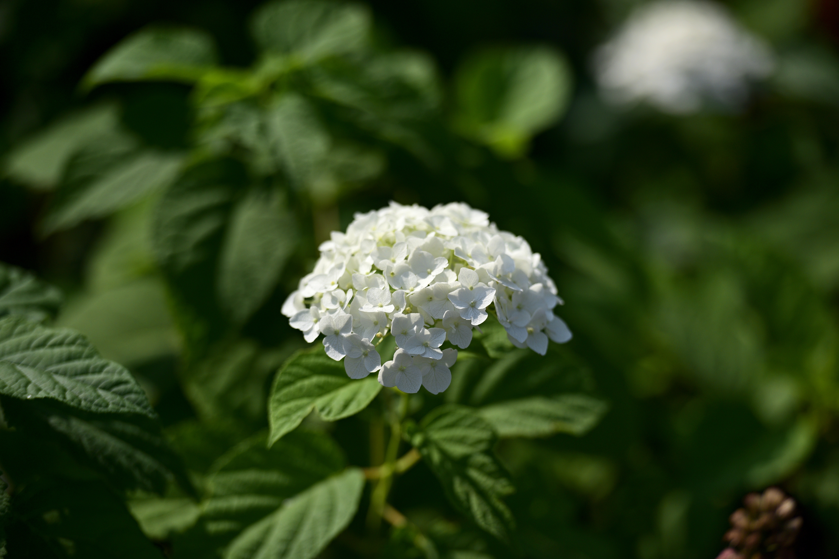 绣球花2(首发)