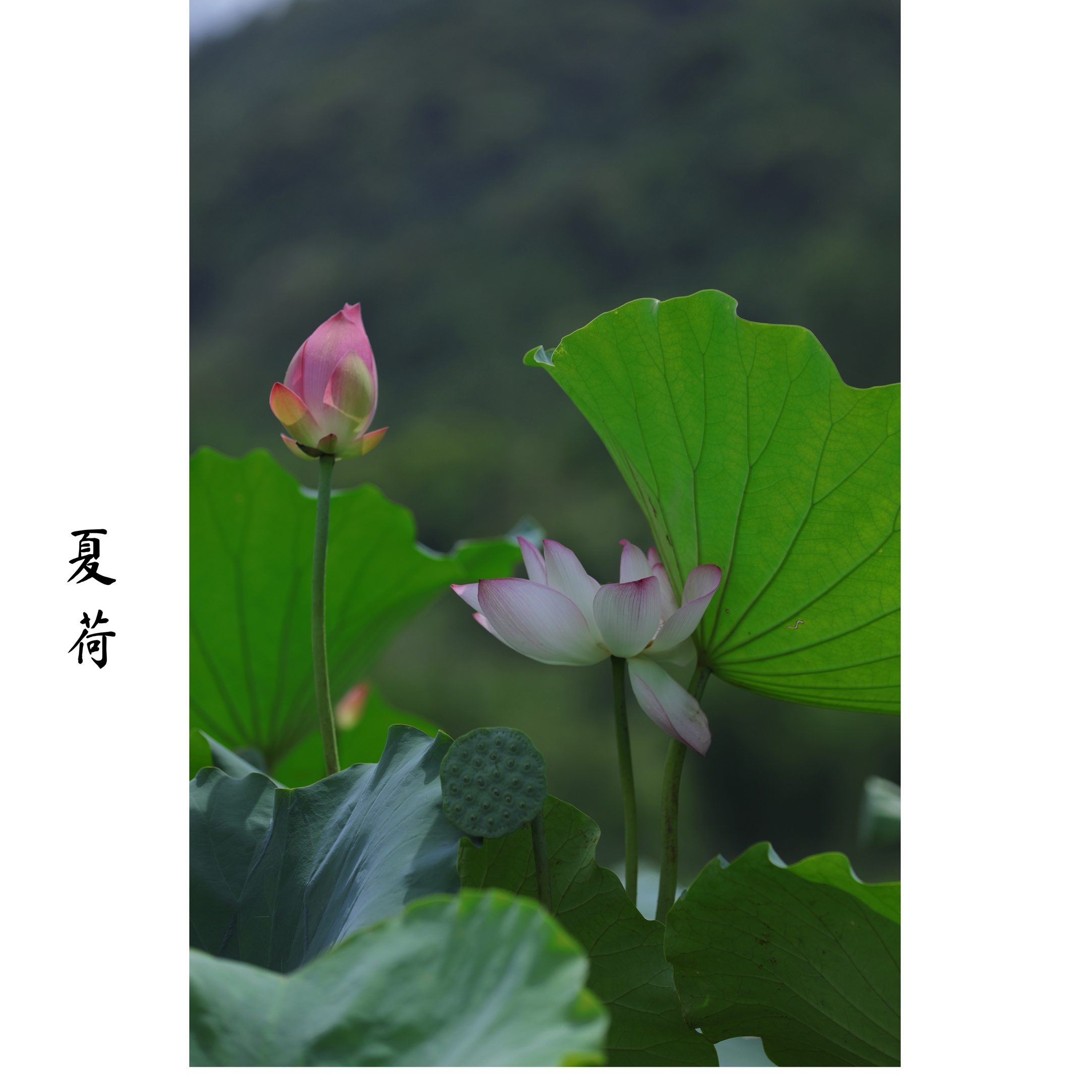 夏荷