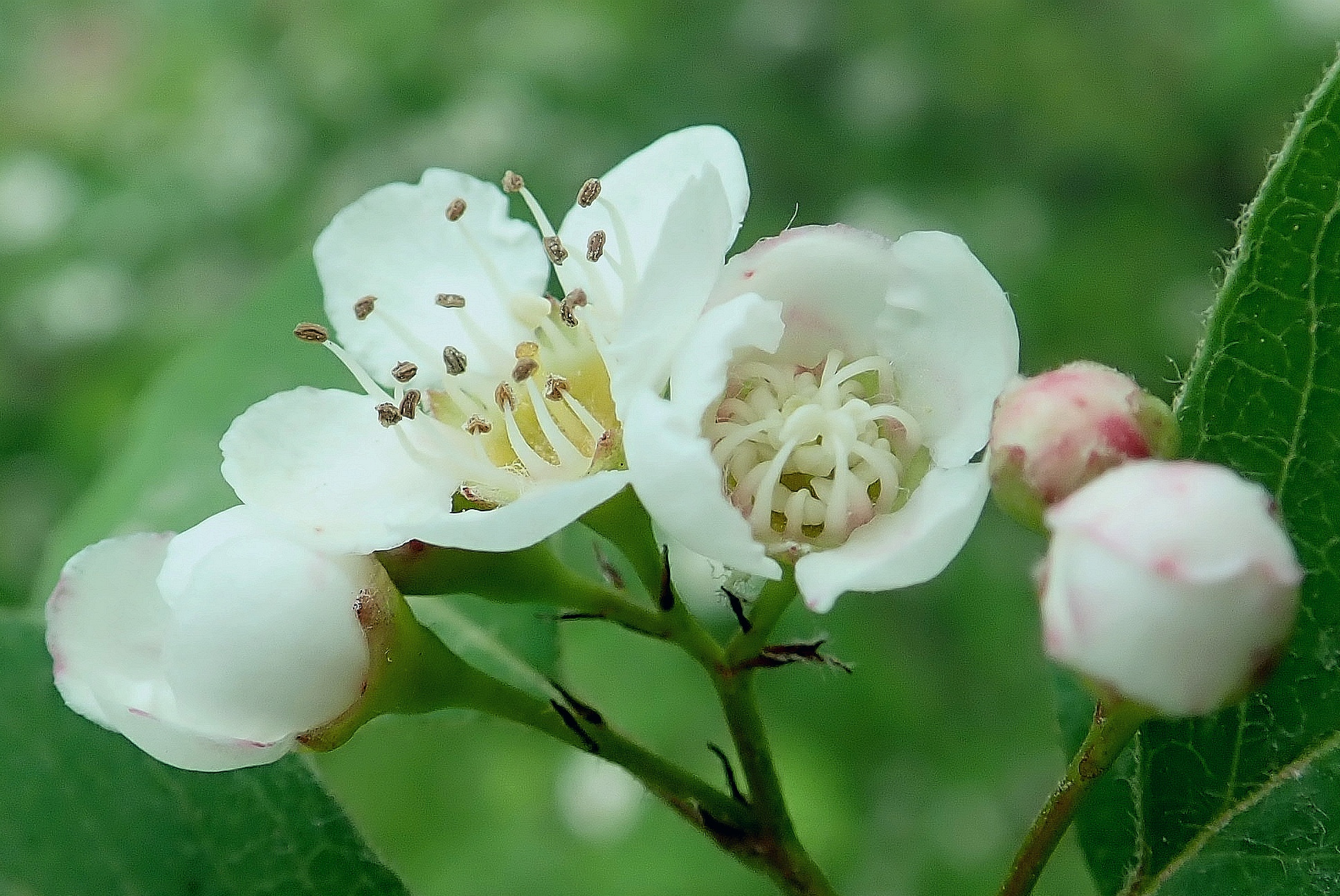 【首发】水栒子花