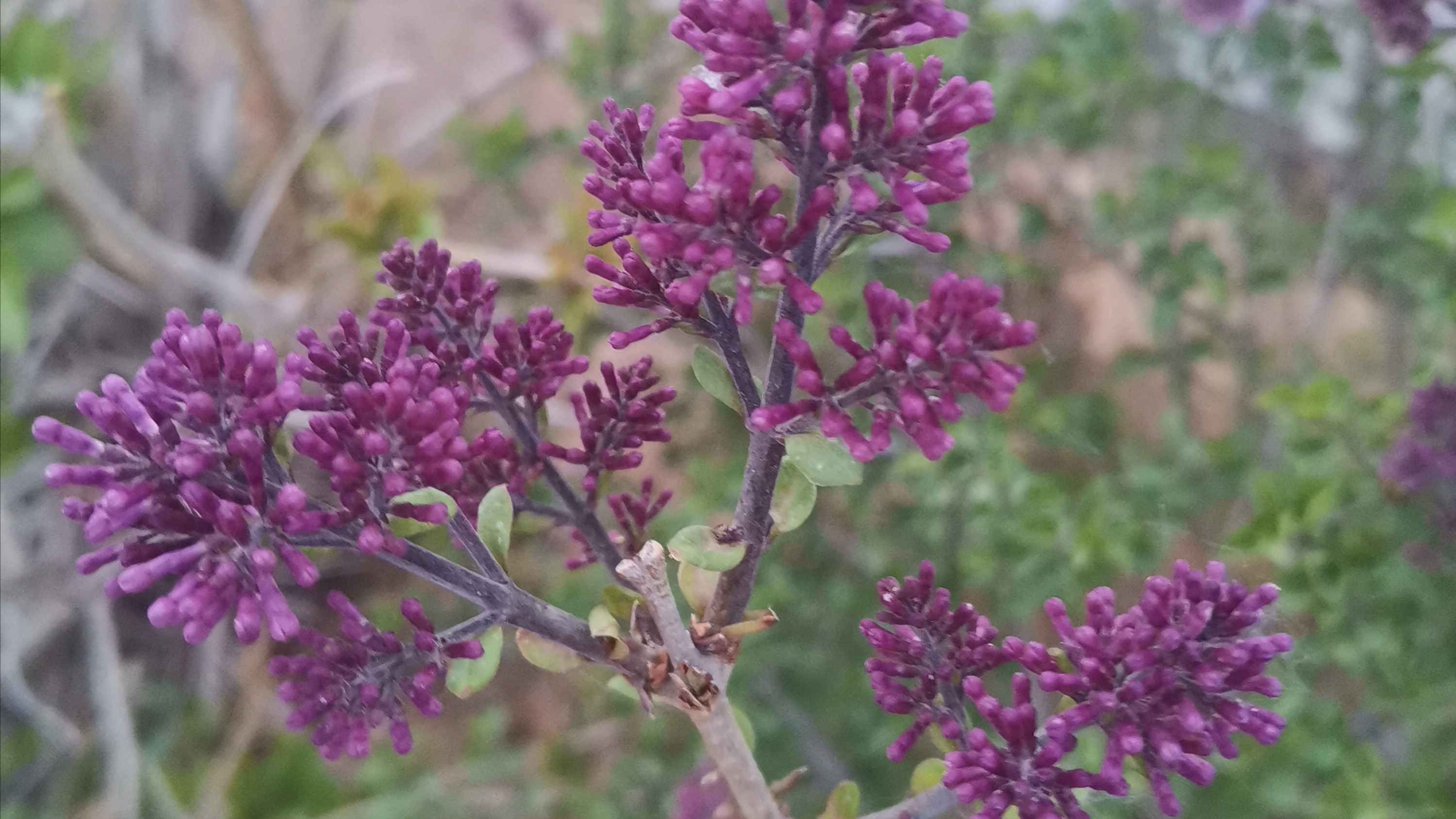紫丁香花